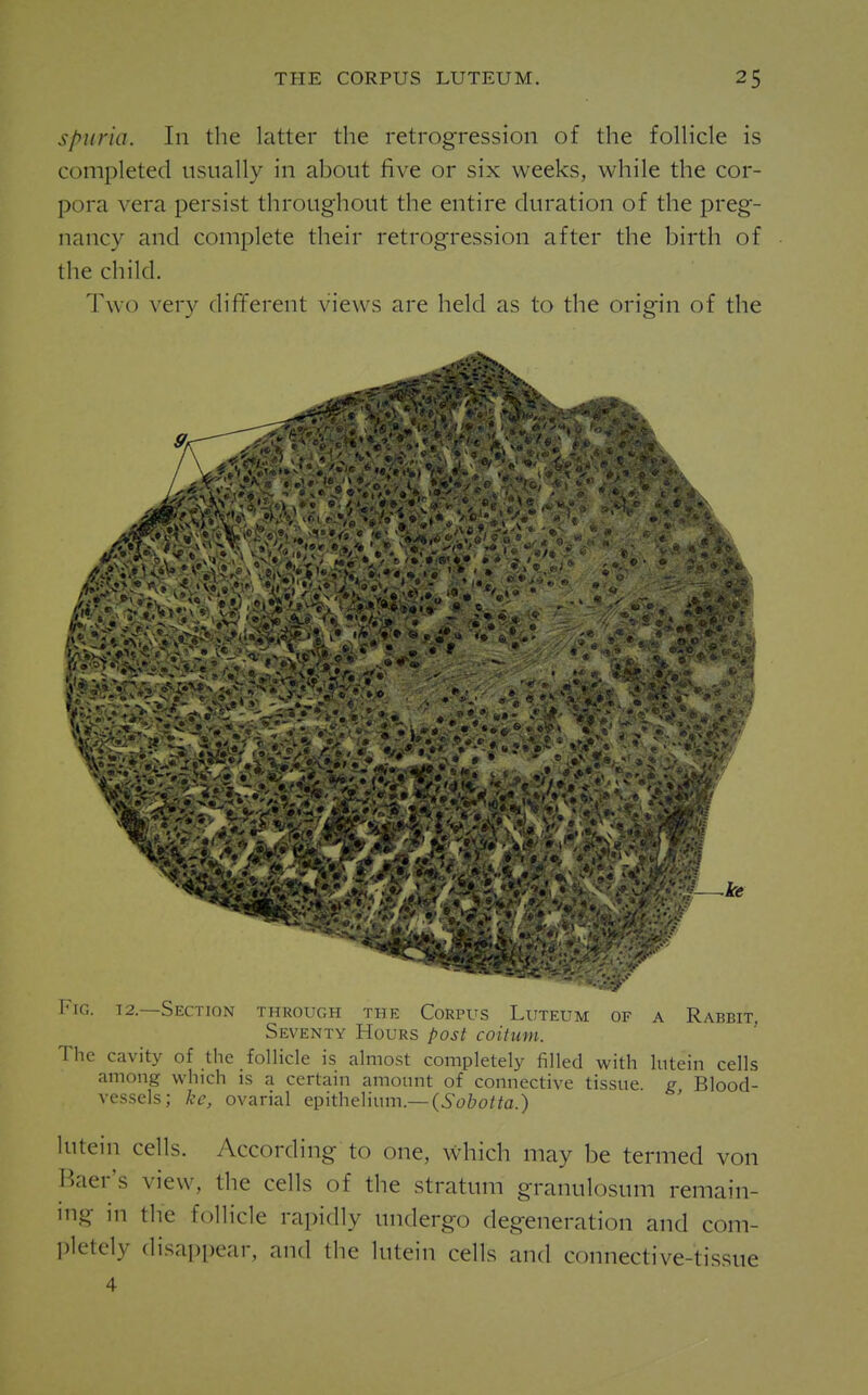 Spuria. In the latter the retrogression of the foUicle is completed usually in about five or six weeks, while the cor- pora vera persist throughout the entire duration of the preg- nancy and complete their retrogression after the birth of the child. Two very different views are held as to the origin of the Fig. 12.—Section through the Corpus Lutkum uf a Rabbit, Seventy Hours post coittim. The cavity of the follicle is almost completely filled with lutein cells among which is a certain amount of connective tissue g Blood- vessels; kc, ovarial epithelium.—(6'c>&o//a.) lutein cells. According to one, which may be termed von P»aer's view, the cells of the stratum granulosum remain- ing in the follicle rapidly undergo degeneration and com- ])letely disappear, and the lutein cells and connective-tissue 4