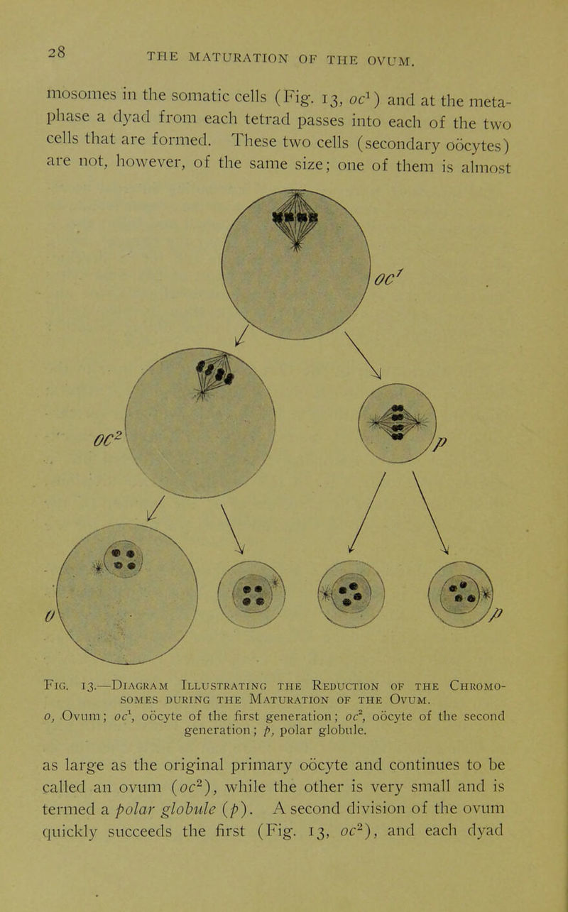mosomes in the somatic cells (Fig. 13, oc') and at the meta- phase a dyad from each tetrad passes into each of the two cells that are formed. These two cells (secondary oocytes) are not, however, of the same size; one of them is almost Fig. 13.—Diagram Illustrating the Reduction of the Chromo- somes DURING the Maturation of the Ovum. 0, Ovum; oocyte of the first generation; oc^, oocyte of the second generation; p, polar globule. as large as the original primary oocyte and continues to be called an ovum (oc^), while the other is very small and is termed a polar globule (p). A second division of the ovum quickly succeeds the first (Fig. 13, oc^), and each dyad