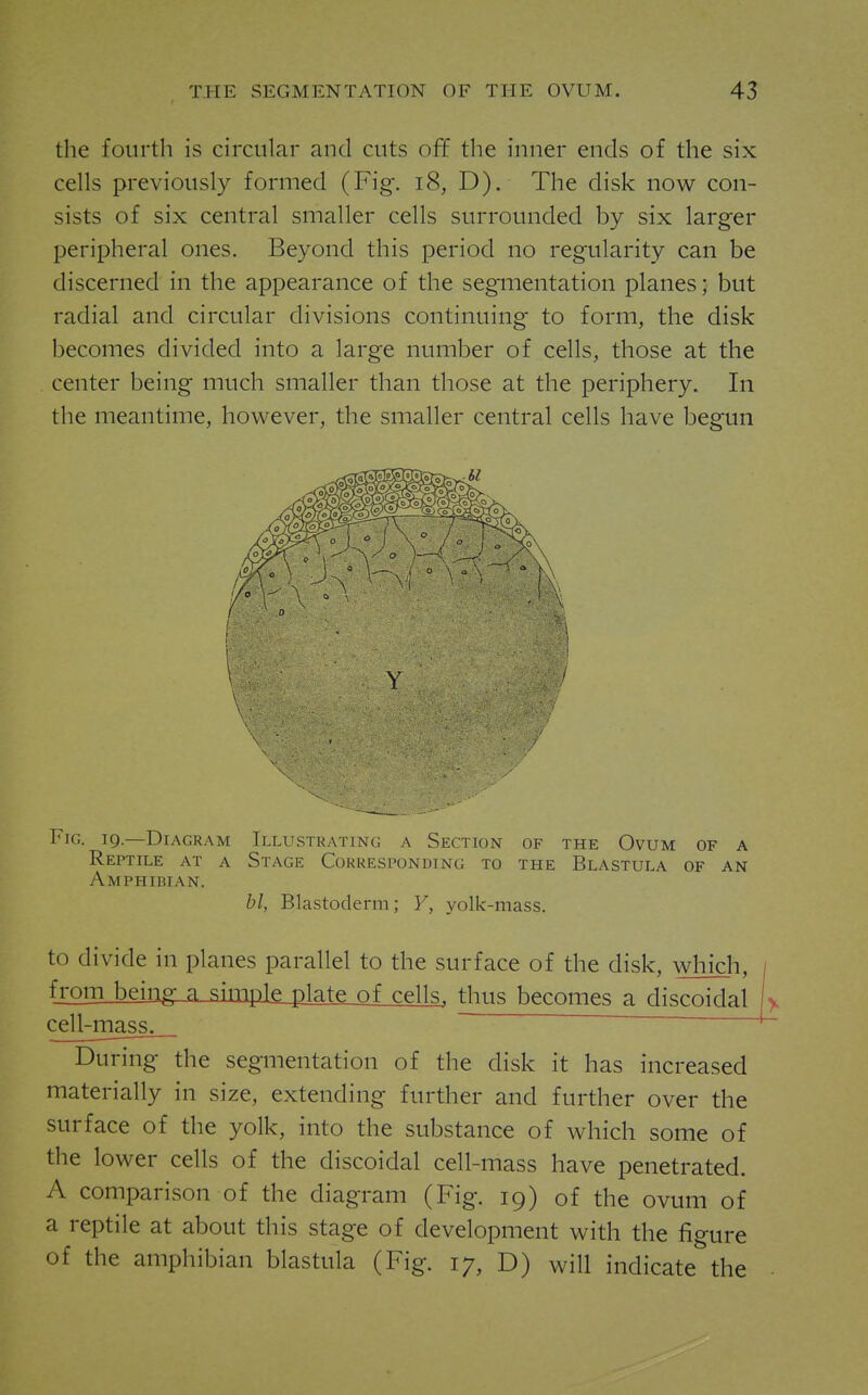the fourth is circular and cuts off the inner ends of the six cells previously formed (Fig. i8, D). The disk now con- sists of six central smaller cells surrounded by six larger peripheral ones. Beyond this period no regularity can be discerned in the appearance of the seg-mentation planes; but radial and circular divisions continuing to form, the disk becomes divided into a large number of cells, those at the center being much smaller than those at the periphery. In the meantime, however, the smaller central cells have begun Y Fig. 19.—Diagram Illustrating a Section of the Ovum of a Reptile at a Stage Corresponding to the Blastula of an Amphibian. bl, Blastoderm; Y, yolk-mass. to divide in planes parallel to the surface of the disk, which, tljoiIlMngL^L-sk^^ thus becomes a discoidal cell-mass. During the segmentation of the disk it has increased materially in size, extending further and further over the surface of the yolk, into the substance of which some of the lower cells of the discoidal cell-mass have penetrated. A comparison of the diagram (Fig. 19) of the ovum of a reptile at about this stage of development with the figure of the amphibian blastula (Fig. 17, D) will indicate the