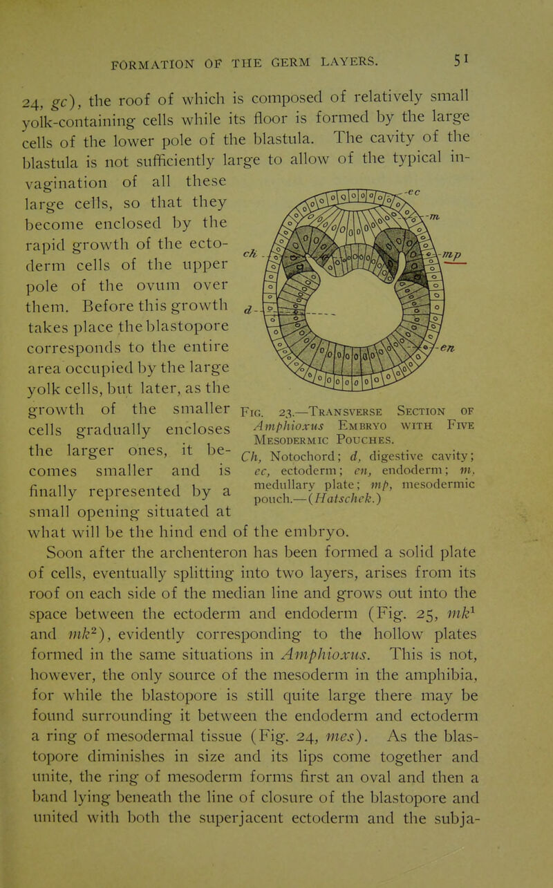 mp 23.—Transverse Section of 24, gc), the roof of which is composed of relatively small yoik-containiiig cells while its floor is formed by the large cells of the lower pole of the blastula. The cavity of the blastula is not sufficiently large to allow of the typical in- vagination of all these large cells, so that they become enclosed by the rapid growth of the ecto- derm cells of the upper pole of the ovum over them. Before this growth takes place the blastopore corresponds to the entire area occupied by the large yolk cells, but later, as the growth of the smaller cells gradually encloses Amphioxus Embryo with Five . Mesodermic Pouches. the larger ones, it be- ^j^^ Notochord; d, digestive cavity; comes smaller and is ec, ectoderm; cn, endoderm; m, finally represented by a small opening situated at what will be the hind end of the embryo. Soon after the archenteron has been formed a solid plate of cells, eventually splitting into two layers, arises from its roof on each side of the median line and grows out into the space between the ectoderm and endoderm (Fig. 25, ink^ and mk^), evidently corresponding to the hollow plates formed in the same situations in Amphioxus. This is not, however, the only source of the mesoderm in the amphibia, for while the blastopore is still quite large there may be found surrounding it between the endoderm and ectoderm a ring of mesodermal tissue (Fig. 24, mes). As the blas- topore diminishes in size and its lips come together and unite, the ring of mesoderm forms first an oval and then a band lying beneath the line of closure of the blastopore and united with both the superjacent ectoderm and the subja-