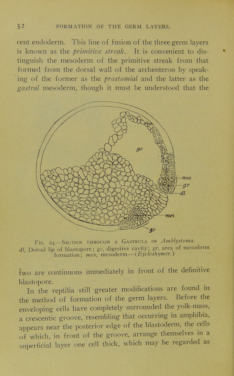cent endoderm. Tliis line of fusion of the three germ layers is known as the primitive streak.. It is convenient to dis- tinguish the mesoderm of the primitive streak from that formed from the dorsal wall of the archenteron by speak- ing of the former as the prostomial and the latter as the gastral mesoderm, though it must be understood that the mes YiG. 24.—Section through a Gastrula of Amblystoma. dl, Dorsal lip of blastopore; gc, digestive cavity; gr, area of mesoderm formation; mes, mesoderm—{EyclesJiymer.) two are continuous immediately in front of the definitive blastopore. In the reptilia still greater modifications are found in the method of formation of the germ layers. Before the enveloping cells have completely surrounded the yolk-mass, a crescentic groove, resembling that occurring in amphibia, appears near the posterior edge of the blastoderm, the cells of which, in front of the groove, arrange themselves in a superficial layer one cell thick, which may be regarded as