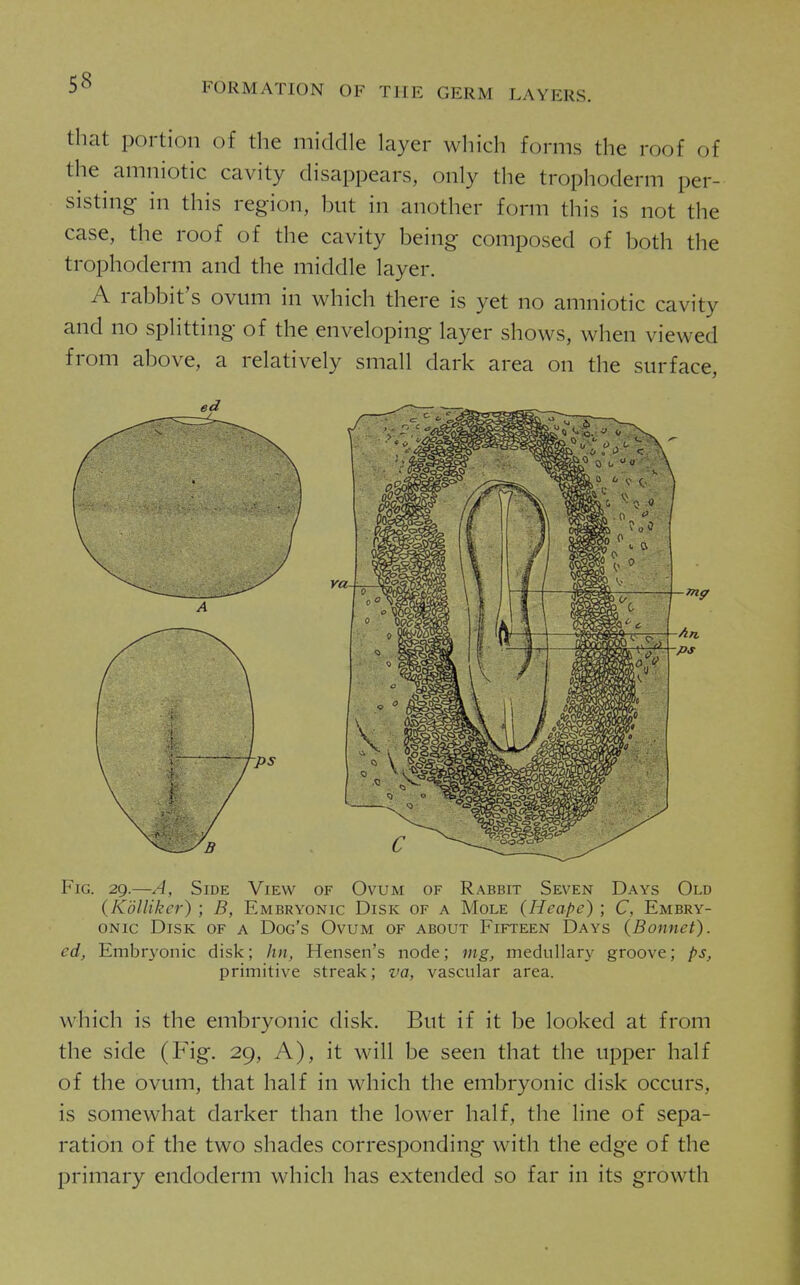 that portion of the middle layer which forms the roof of the amniotic cavity disappears, only the trophoderm per- sisting in this region, but in another form this is not the case, the roof of the cavity being composed of both the trophoderm and the middle layer. A rabbit's ovum in which there is yet no amniotic cavity and no splitting of the enveloping layer shows, when viewed from above, a relatively small dark area on the surface. Fig. 29.—A, Side View of Ovum of Rabbit Seven Days Old (Kdllikcr) ; B, Embryonic Disk of a Mole {Heape) ; C, Embry- onic Disk of a Dog's Ovum of about Fifteen Days {Bonnet). ed, Embryonic disk; hn, Hensen's node; mg, medullar}' groove; ps, primitive streak; va, vascular area. which is the embryonic disk. But if it be looked at from the side (Fig. 29, A), it will be seen that the upper half of the ovum, that half in which the embryonic disk occurs, is somewhat darker than the lower half, the line of sepa- ration of the two shades corresponding with the edge of the primary endoderm which has extended so far in its growth