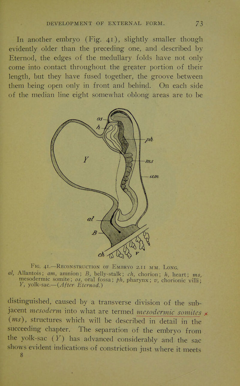 111 another embryo (Fig*. 41), slightly smaller though evidently older than the preceding one, and described by Eternod, the edges of the medullary folds have not only come into contact throughout the greater portion of their length, but they have fused together, the groove between them being open only in front and behind. On each side of the median line eight somewhat oblong areas are to be Fig. 41.—Reconstruction of Embryo 2.11 mm. Long. al, Allantoi.s; am, amnion; B, belly-stalk; ch, chorion; h, heart; ms, mesodermic somite; os, oral fossa; ph, pharynx; v, chorionic villi; Y, yolk-sac—{After Eternod.) distinguished, caused by a transverse division of the sub- jacent mesoderm into what are termed mesodermic somites x {ms), structures which will be described in detail in the succeeding chapter. The separation of the embryo from the yolk-sac (F) has advanced considerably and the sac shows evident indications of constriction just where it meets 8