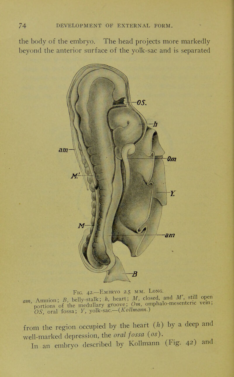 the body of the embryo. The head projects more markedly beyond the anterior surface of the yolk-sac and is separated am ^, ■ -X 42.—Emrryo 2.5 MM. Long. am Amnion- S, belly-stalk; h, heart; M, closed, and M', still open Portions of the nneduUary groove; Om, omphalo-mesentenc vein; OS, oral fossa; Y, yolk-sac—(i^o//ma«n.) from the reg'ion occupied by the heart {h) by a deep and well-marked depression, the oral fossa (os). In an embryo described by Kollmann (Fig. 42) and