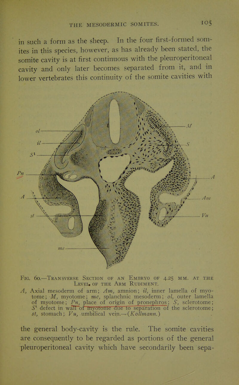 in such a form as the sheep. In the four first-formed som- ites in this species, however, as has already been stated, the somite cavity is at first continuous with the pleuroperitoneal cavity and only later becomes separated from it, and in lower vertebrates this continuity of the somite cavities with Fig. 60.—Transverse Section of an Embryo of 4.25 mm. at the Leveu of the Arm Rudiment. A, Axial mesoderm of arm; Am, amnion; il, inner lamella of myo- tome ; M, myotome; mc, splanchnic mesoderm; ol, outer lamella of myotome; Pn, place of origin of pronephros; 5, sclerotome; defect in wall of lliyotDlne due to separation of the sclerotome; st, stomach; Vu, umbilical \e'm.^(Kollntann.) the general body-cavity is the rule. The somite cavities are consequently to be regarded as portions of the general pleuroperitoneal cavity which have secondarily been sepa-