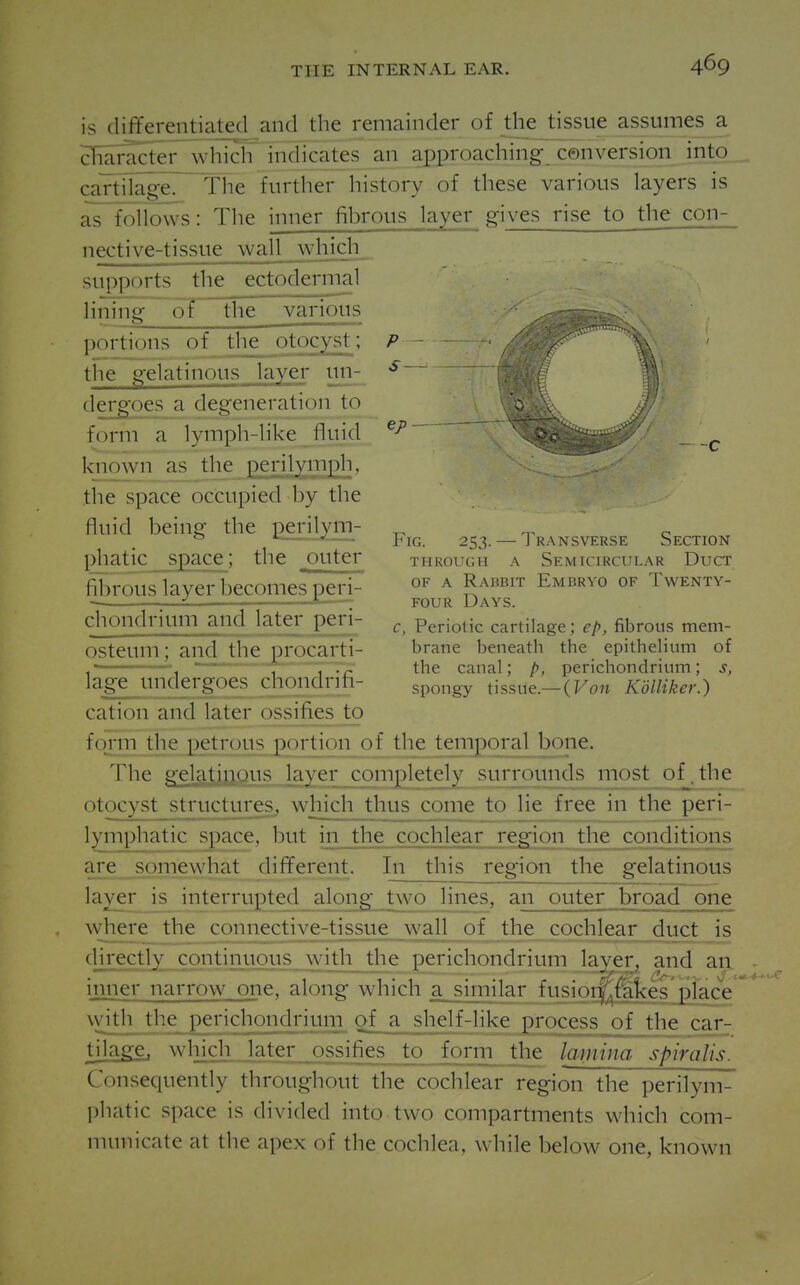 is differentiated and the remainder of the tissue assumes a character which indicates an approaching conversion into cartTlage. The further history of these various layers is as follows: The inner fibrous layer gives rise to the con- nective-tissue wall which supports the ectodermal lining of the various Fig. 253. — Transverse Section THROUcai A Semicircular Duct OF A Rabbit Embryo of Twenty- four Days. c, Periotic cartilage; e[>, fibrous mem- brane beneath the epithelium of the canal; p, perichondrium; s, spongy tissue.— {Von Kdlliker.) portions of the otocyst; the gelatinous layer un- dergoes a degeneration to form a lymph-like fluid known as the 2?nl;^^i.n]2l3» the space occupied by the fluid being the perilym- phatic _s2ace^; the outer fibrous layer becomes peri- chondrium and later peri- osteum; and the procarti- lage undergoes chondrifi- cation and later ossifies to ionn the petrous jportion of the temporal bone. The gelati^),9us layer completely surrounds most of . the otocyst structures^, which thus come to lie free in the peri- lymphatic space, but in the cochlear region the conditions are somewhat different. In this region the gelatinous layer is interrupted along two lines, an outer broad one \vhere the connective-tissue wall of the cochlear duct is (lirectly continuous with the perichondrium layer, and an - inner narrow one, along which a similar fusioi-f^^es place vvith the perichondrium of a shelf-like process of the car- tilage, which later ossifies to form the lamina spiralis. Consequently throughout the cochlear region the perilym- phatic space is divided into two compartments which com- municate at the apex of the cochlea, while below one, known