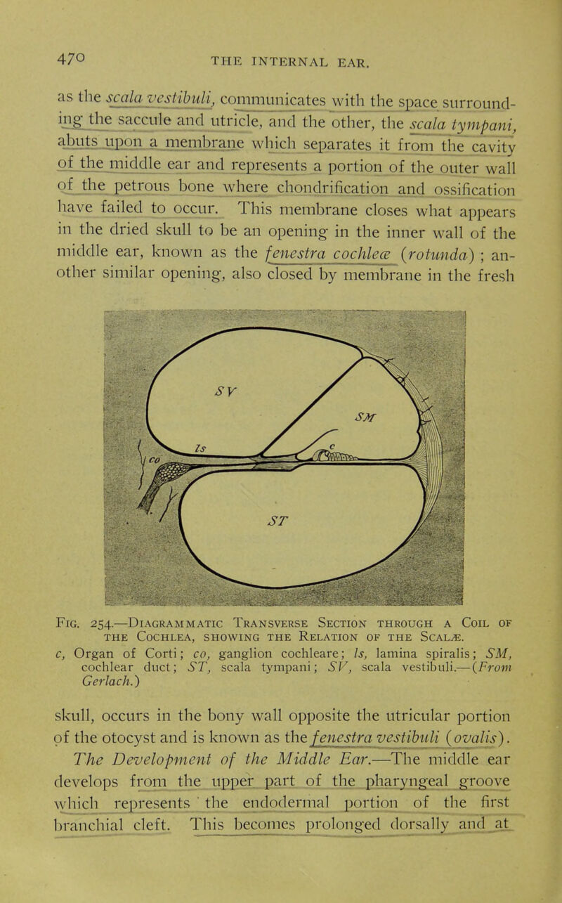 as the scahivesHbu communicates with the space surround- in^the sacciile and utricle, and the other,'the scala tympani, a_buts upon a membrane which separates it from the cavity of the middle ear and represents a portion of the„outer wall of the petrous bone where chondrification jind_ ossification have failed to occur. This membrane closes what appears in the dried skull to be an opening in the inner wall of the middle ear, known as the fenestra cochlece (rotunda) ; an- other similar opening, also closed by membrane in the fresh Fig. 254.—Diagrammatic Transverse Section through a Coil of THE Cochlea, showing the Relation of the Scal^. c, Organ of Corti; co, ganglion cochleare; Is, lamina spiralis; SM, cochlear duct; ST, scala tympani; SV, scala vestibuli.— {From Gerlach.) skull, occurs in the bony wall opposite the utricular portion of the otocyst and is known as the fenestra vestibuli (ovalis). The Development of the Middle Ear.—The middle ear develops from the upper part of the pharyngeal groove which represents ' the endodermal portion of the first branchial cleft. This becomes [)r()l()nged dorsally an^ at