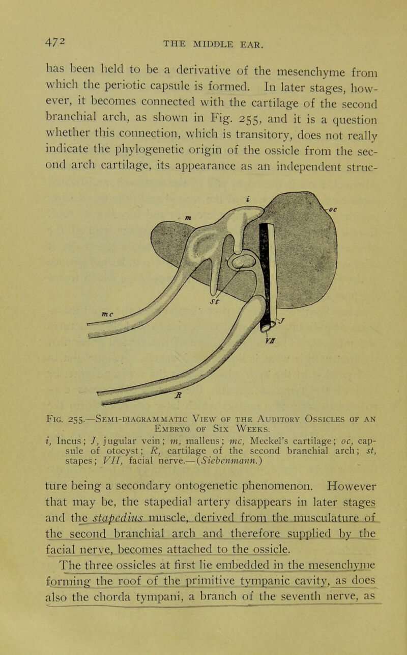 has been held to be a derivative of the mesenchyme from which the periotic capsule is formed. In later stages, how- ever, it becomes connected with the cartilage of the second branchial arch, as shown in Fig. 255, and it is a question whether this connection, which is transitory, does not really indicate the phylogenetic origin of the ossicle from the sec- ond arch cartilage, its appearance as an independent struc- FiG. 255.—Semi-diagrammatic View of the Auditory Ossicles of an Embryo of Six Weeks. i. Incus; /, jugular vein; m, malleus; nic, Meckel's cartilage; oc, cap- sule of otocyst; R, cartilage of the second branchial arch; st, stapes; VII, facial nerve.— (Siebenniann.) ture being a secondary ontogenetic phenomenon. However that may be, the stapedial artery disappears in later stages and the_ stapedius nmsclt,. dti'ived from the musculature, of the second branchial arch and therefore supplied by._the facial nerve, becomes attached to the ossicle. The three ossicles at first lie embedded in the mesenchyme forming the roof of the ^primitive tympanic cavity, as does also the chorda tympani, a branch of the seventh nerve, as