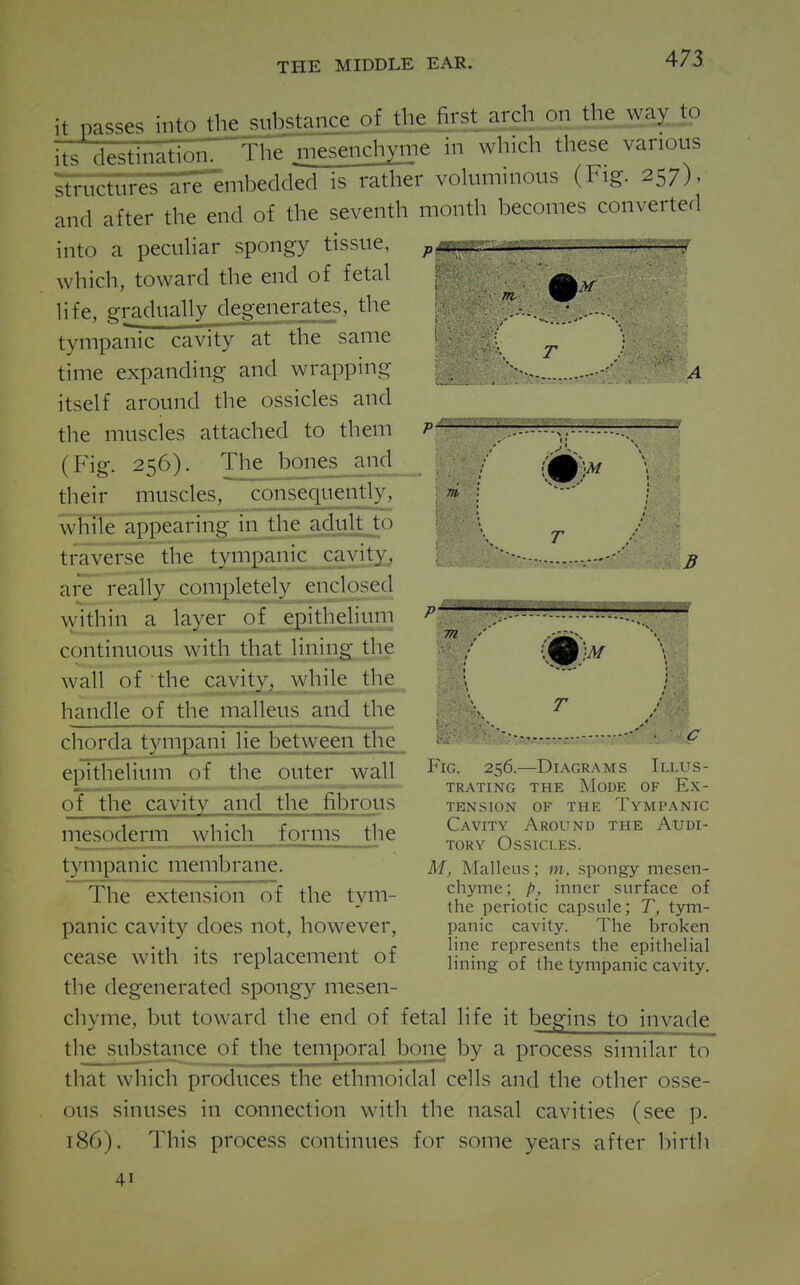 it passes intothejubsta^^ on the way to its destination. The m£!£i^ ^ ^^'^^^ ^^'^'^ structures are Embedded is rather voluminous (Fig. 257), and after the end of the seventh month becomes converted into a peculiar spongy tissue, ^ .......^..-..y.^^^^.^y^..^^ which, toward the end of fetal life, gradually degenerates, the - •. tympanic cavity at the same ^ ] time expanding and wrapping ^ itself around the ossicles and the muscles attached to them V .^^ (Fig. 256). The bones and / (jjjj^^ \ j their muscles, consequently, m ; j^^ while appearing in the ;idult to \ ^ traverse the tympanic cavity, - ^ are really completely enclosed within a layer of epithelium ^ ,.- continuous with that lining the viPl''^ wall of the cavity, while the \ handle of the malleus and the ' \ ^ chorda tympani lie between the ■••.!b»w««ssk»«» epithelium of the outer wail Fig. 256.—Diagrams Illus- L .■■.■„, . - . - TRATING THE MODE OF Kx- of the cavity and the fibrous tension of the Tympanic lgg£cjerm_wl.ich forms tlie CA^Si-^ ™' tympanic membrane. U, Malleus; w, spongy mesen- The extension of the tvm- f^y'^^:. f.- inner surface of the penotic capsule; T, tym- panic cavity does not, however, panic cavity. The broken • ,i -i. 1 4. r line represents the epithelial cease witn its replacement or lining of the tympanic cavity. the degenerated spongy mesen- chyme, but toward the end of fetal life it begins to invade the substance of the temporal bone by a process similar to that which produces the ethmoidal cells and the other osse- ous sinuses in connection with the nasal cavities (see p. 186). This process continues for some years after birth 41