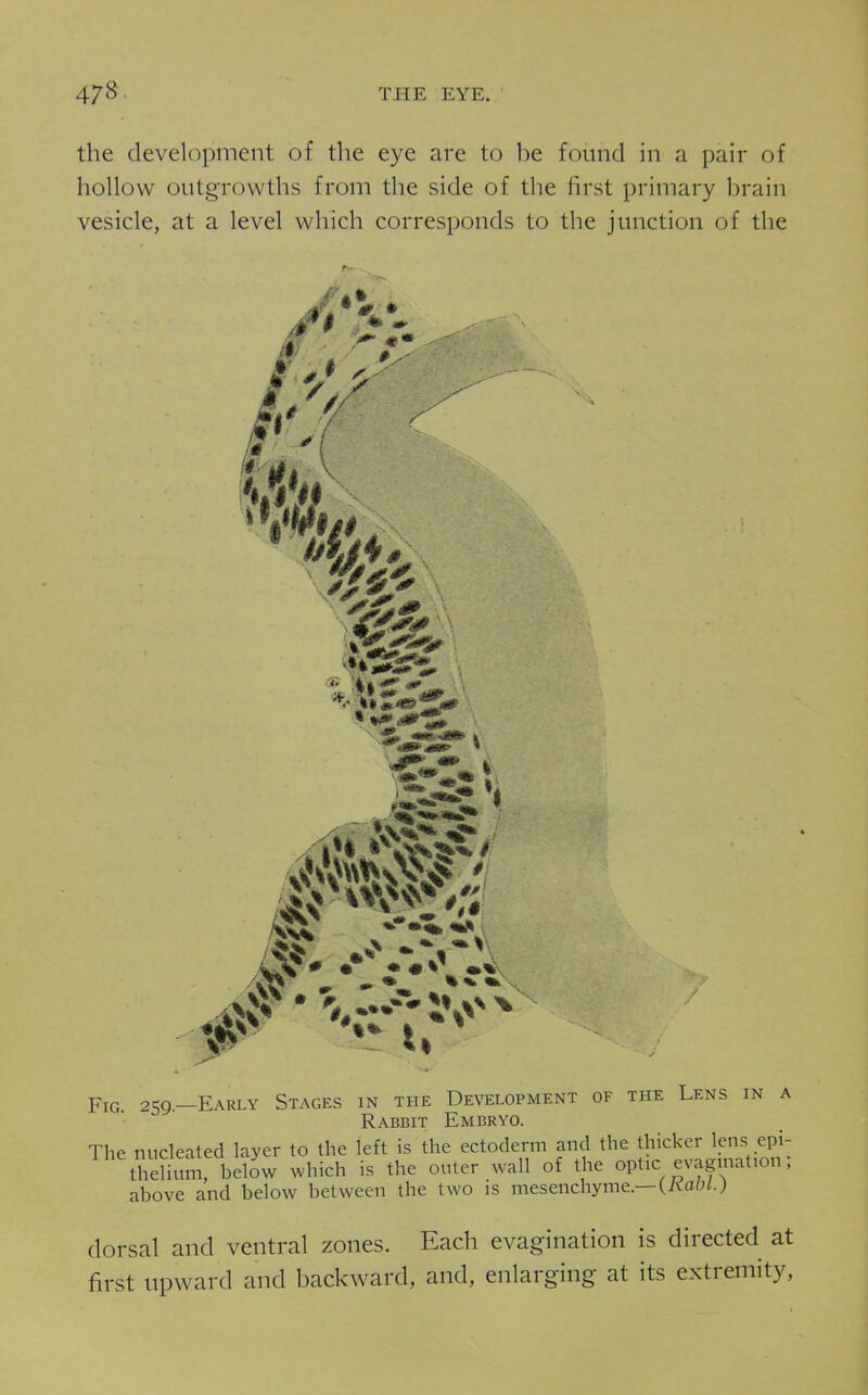 the development of tlie eye are to be found in a pair of hollow outgrowths from the side of the first primary brain vesicle, at a level which corresponds to the junction of the Fig. 259.—Early Stages in the Development of the Lens in a Rabbit Embryo. The nucleated layer to the left is the ectoderm and the thicker lens epi- theUum, below which is the outer wall of the optic evagmation; above and below between the two is mesenchyme.—(AaO/.; dorsal and ventral zones. Each evagination is directed at first upward and backward, and, enlarging at its extremity.