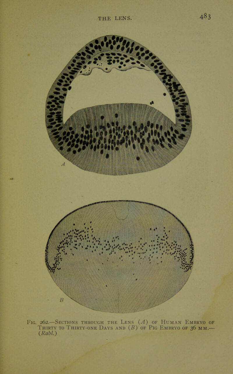 ?5. .•IW.L.i.wii • \ V ^^t •.•.. • •*,V'-V;5 B Fig. 262.—Sections through the Lens {A) of Human Embryo of Thirty to Thirty-one Days and {B) of Pig Embryo of 36 mm.— iRabl.)