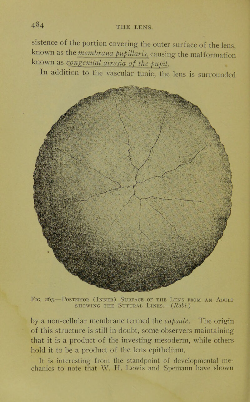 THE LENS. sistence of the portion covering the outer surface of the lens, known as the ntembrana pupillaris^ causing the malformation known as congenital atresia of the pupil. In additiuii to the vascular tunic, the lens is surrounded Fig. 263.—Posterior (Inner) Surface of the Lens from an Adult SHOWING THE SuTURAL LiNES.— (Rabl.) by a non-cellular membrane termed the capsule. The origin of this structure is still in doubt, some observers maintaining that it is a product of the investing mesoderm, while others hold it to be a product of the lens epithelium. It is interesting from the standpoint of developmental me- chanics to note that W. H, Lewis and Spemann have shown