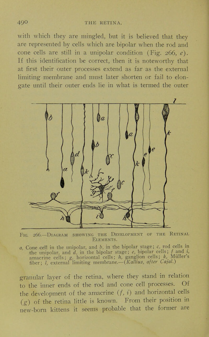 with which they are mingled, hut it is heheved that they are represented by cells which are bipolar when the rod and cone cells are still in a unipolar condition (Fig. 266, e). If this identification be correct, then it is noteworthy that at first their outer processes extend as far as the external limiting membrane and must later shorten or fail to elon- gate until their outer ends lie in what is termed the outer Fig. 266.—Diagram showing the Development of the Retinal a, Cone cell in the unipolar, and b, in the bipolar stage; c, rod cells in the unipolar, and d, in the bipolar stage; e, bipolar cells; f and t, amacrine cells; g, horizontal cells; h, ganglion cells; k,^ Miiller s fiber; I, external limiting membrane—{Kallius, after Cajal.) granular layer of the retina, where they stand in relation to the inner ends of the rod and cone cell processes. Of the development of the amacrine (/, i) and horizontal cells {g) of the retina little is known. From their position in new-born kittens it seems probable that the former are