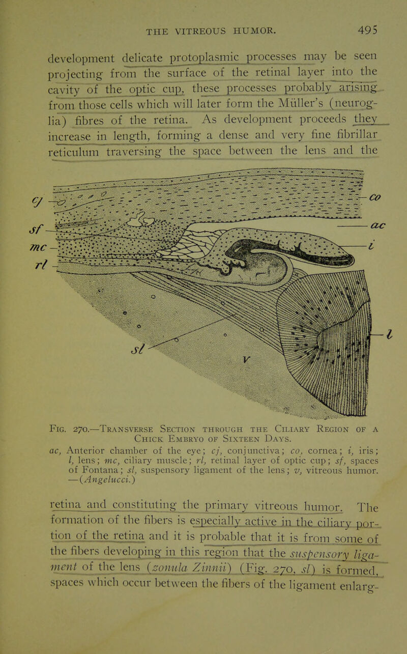 development delicate protoplasmic processes may be seen projecting from the surface of the retinal layer into the cavity of tfie optlcTcii^^ these processes p^robablylarising froiiiThose cells which will later form the Muller's (neur9g- lia) fibres'^ the retina. As development proceeds they increase in lengthy forming a dense_ajKl very fineJibrillar reticulum traversing the space between the lens and the Fig. 270.—Transverse Section through the Ciliary Region of a Chick Embryo of Sixteen Days. ac, Anterior chamber of the eye; cj, conjunctiva; co, cornea; i, iris; I, lens; mc, ciliary muscle; rl, retinal layer of optic cup; sf, spaces of Fontana; si, suspensory ligament of the lens; v, vitreous humor. — (Angelucci.) retina and constituting the primary vitreous humor. The formation of the fibers is especiallv active in the riHai-37 por- tion of the retina and it is probable that it is from some of the fibers developing in this region that the suspensory ligg^ ment of the lens {zonula Zinnii) (Fig. 270. si) is formed spaces which occur between the fibers of the ligament enlaro--