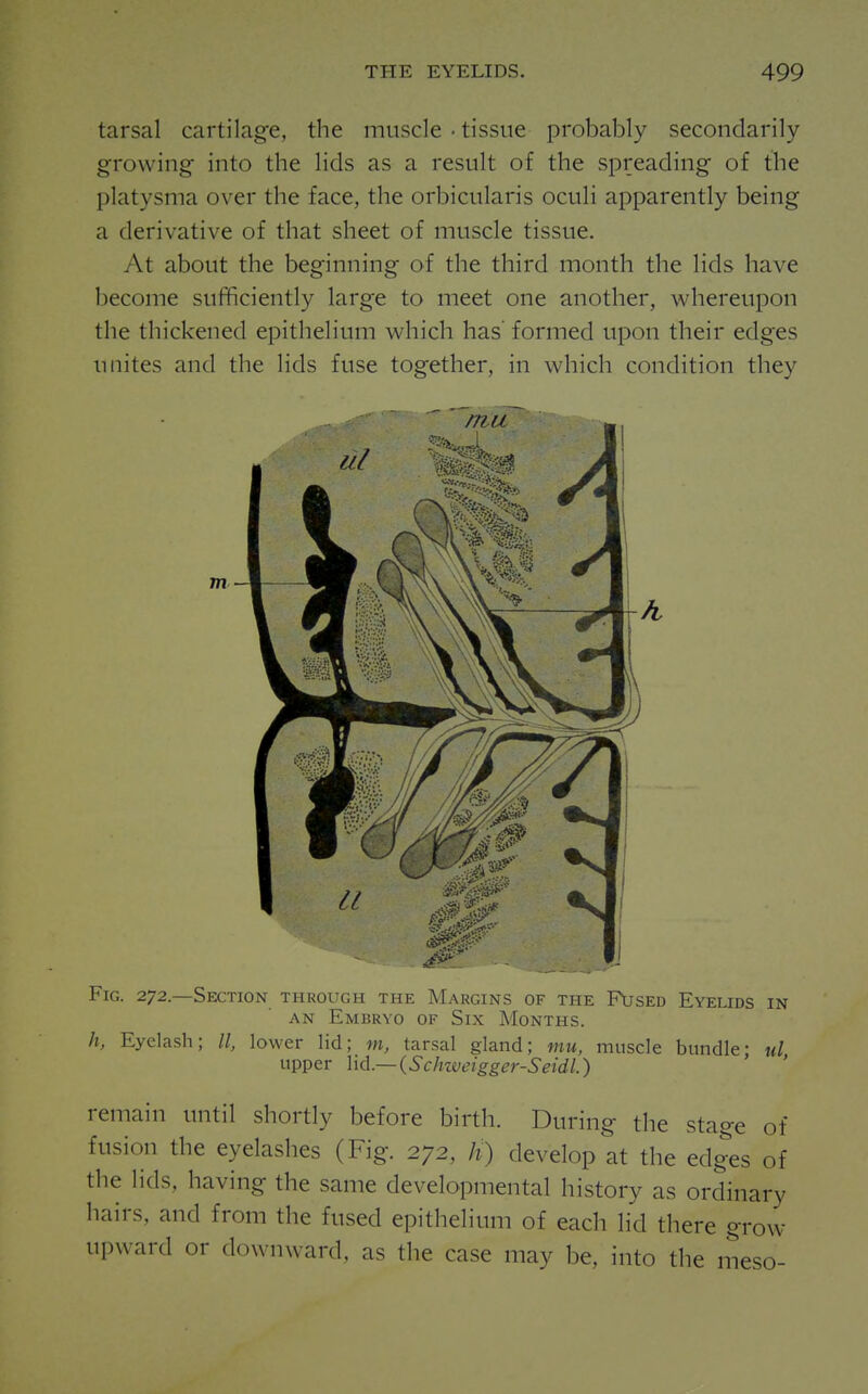 tarsal cartilage, the muscle • tissue probably secondarily growing into the lids as a result of the spreading of the platysma over the face, the orbicularis oculi apparently being a derivative of that sheet of muscle tissue. At about the beginning of the third month the lids have become sufficiently large to meet one another, whereupon the thickened epithelium which has formed upon their edges unites and the lids fuse together, in which condition they Fig. 272.—Sex;tion through the Margins of the Fused Eyelids in AN Embryo of Six Months. h, Eyelash; II, lower lid; m, tarsal gland; mu, muscle bundle- ul upper \\<l.— {Sch%veigger-Seidl.) remain until shortly before birth. During the stage of fusion the eyelashes (Fig. 272, /i) develop at the edges of the lids, having the same developmental history as ordinary hairs, and from the fused epithelium of each lid there grow upward or downward, as the case may be, into the meso-