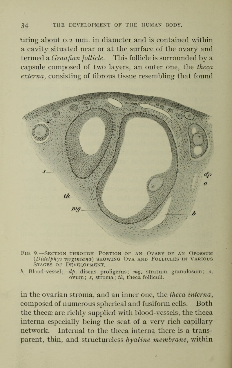 •uring about 0.2 mm. in diameter and is contained within a cavity situated near or at the surface of the ovary and termed a Graafian follicle. This follicle is surrounded by a capsule composed of two layers, an outer one, the theca externa, consisting of fibrous tissue resembling that found Fig. 9.—Se;ction through Portion of an Ovary of an Opossum (Didelphys virginiana) showing Ova and FoluclFS in Various Stages of Development. b, Blood-vessel; dp, discus proligerus; mg, stratum granulosum; o, ovum; s, stroma; th, theca folliculi. in the ovarian stroma, and an inner one, the theca interna, composed of numerous spherical and fusiform cells. Both the thecae are richly supplied with blood-vessels, the theca interna especially being the seat of a very rich capillary network. Internal to the theca interna there is a trans- parent, thin, and structureless hyaline membrane, within