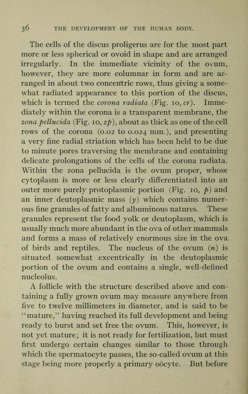 The cells of the discus proligerus are for the most part more or less spherical or ovoid in shape and are arranged irregularly. In the immediate vicinity of the ovum, however, they are more columnar in form and are ar- ranged in about two concentric rows, thus giving a some- what radiated appearance to this portion of the discus, which is termed the corona radiata (Fig. 10, cr). Imme- diately within the corona is a transparent membrane, the zona pellucida (Fig. 10, zp), about as thick as one of the cell rows of the corona (0.02 to 0.024 mm.), and presenting a very fine radial striation which has been held to be due to minute pores traversing the membrane and containing delicate prolongations of the cells of the corona radiata. Within the zona pellucida is the ovum proper, whose cytoplasm is more or less clearly differentiated into an outer more purely protoplasmic portion (Fig. 10, p) and an inner deutoplasmic mass (y) which contains numer- ous fine granules of fatty and albuminous natures. These granules represent the food yolk or deutoplasm, which is usually much more abundant in the ova of other mammals and forms a mass of relatively enormous size in the ova of birds and reptiles. The nucleus of the ovum {n) is situated somewhat excentrically in the deutoplasmic portion of the ovum and contains a single, well-defined nucleolus. A follicle with the structure described above and con- taining a fully grown ovum may measure anywhere from five to twelve millimeters in diameter, and is said to be “mature,” having reached its full development and being ready to burst and set free the ovum. This, however, is not yet mature; it is not ready for fertilization, but must first undergo certain changes similar to those through which the spermatocyte passes, the so-called ovum at this stage being more properly a primary oocyte. But before