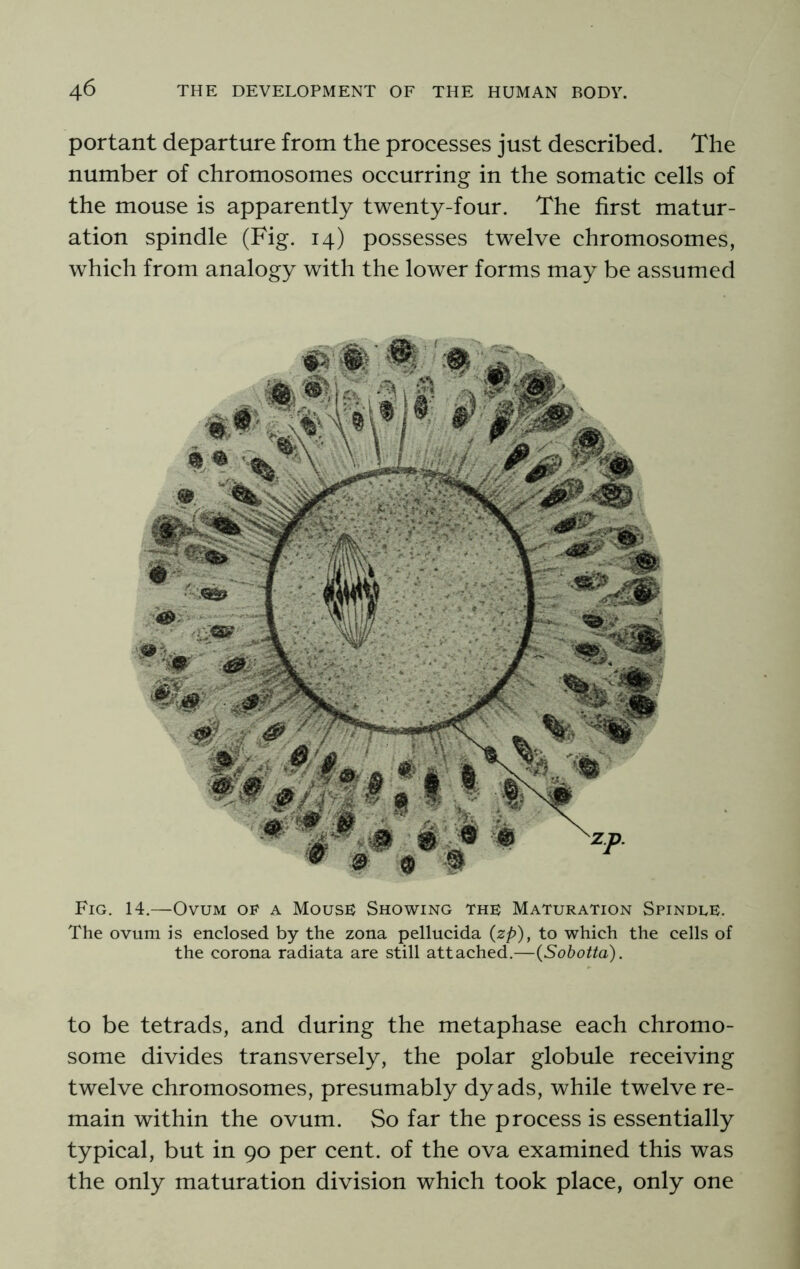 portant departure from the processes just described. The number of chromosomes occurring in the somatic cells of the mouse is apparently twenty-four. The first matur- ation spindle (Fig. 14) possesses twelve chromosomes, which from analogy with the lower forms may be assumed Fig. 14,—Ovum or a Mouse Showing the Maturation Spindle. The ovum is enclosed by the zona pellucida {zp), to which the cells of the corona radiata are still attached.—(Sobotta). to be tetrads, and during the metaphase each chromo- some divides transversely, the polar globule receiving twelve chromosomes, presumably dyads, while twelve re- main within the ovum. So far the process is essentially typical, but in 90 per cent, of the ova examined this was the only maturation division which took place, only one