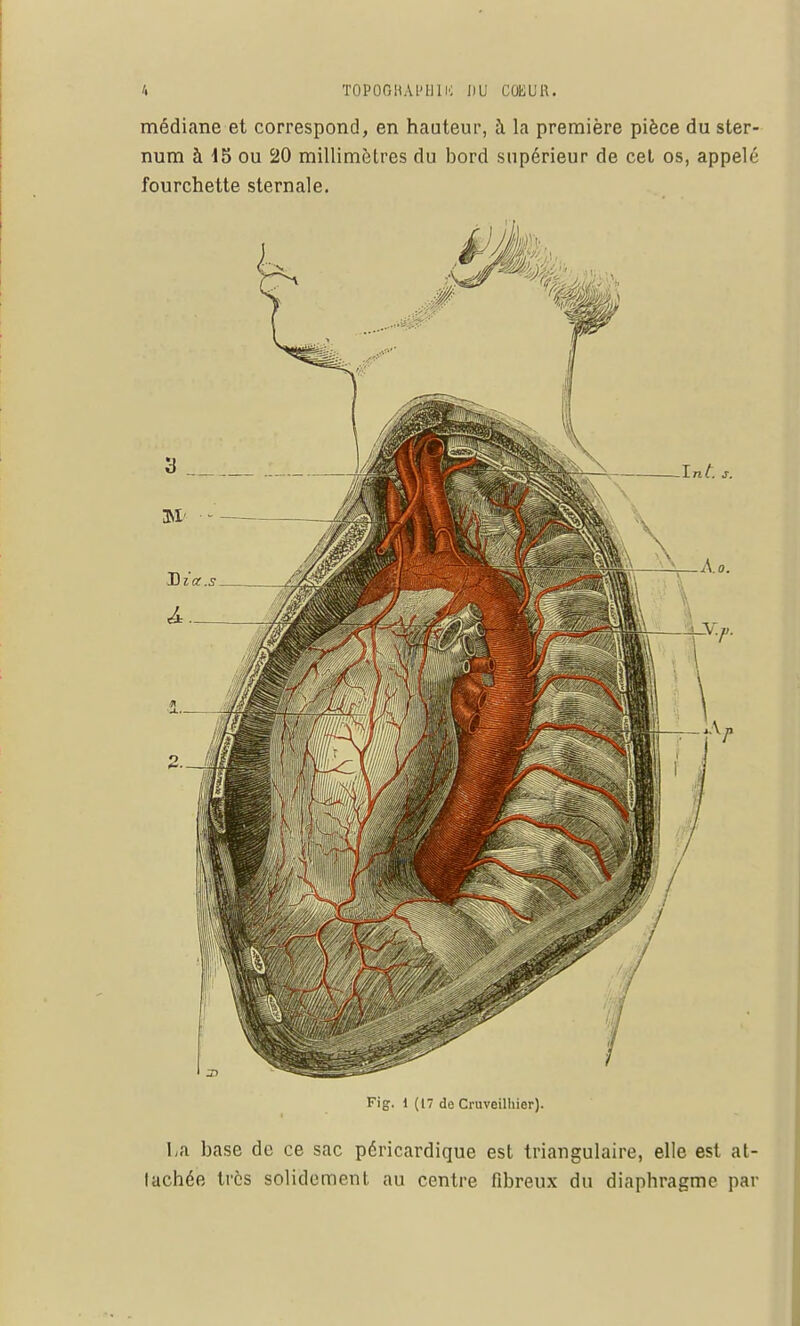 médiane et correspond, en hauteur, à la première pièce du ster- num à 45 ou 20 millimètres du bord supérieur de cet os, appelé fourchette sternale. Fig. 1 (17 de Cruveilhier). La base de ce sac péricardique est triangulaire, elle est at- lachée très solidement au centre fibreux du diaphragme par