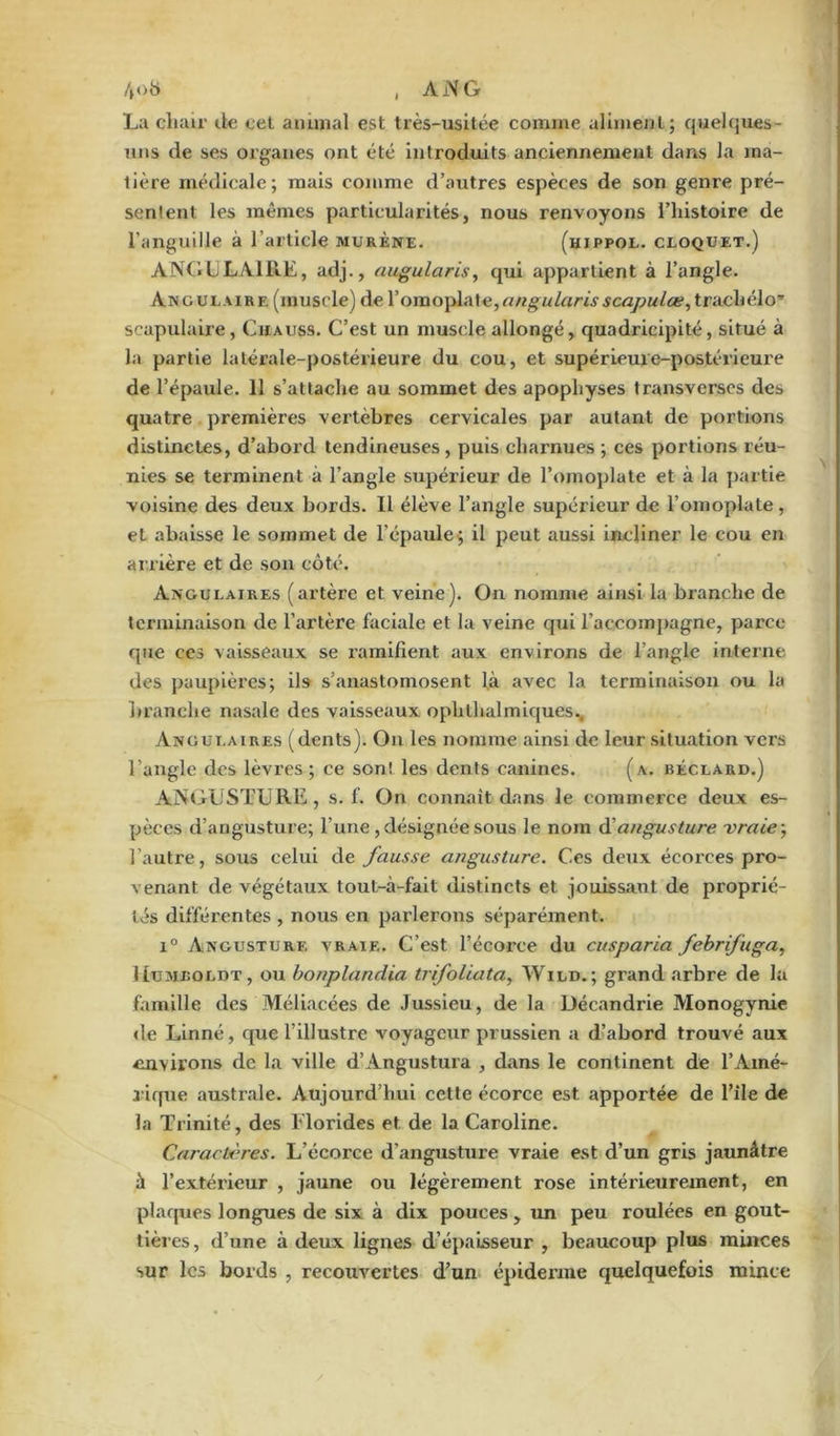 4<>b , A N G La chair de cet animal est très-usitée comme aliment; quelques- uns de ses organes ont été introduits anciennement dans la ma- tière médicale; mais comme d’autres espèces de son genre pré- sentent les mêmes particularités, nous renvoyons l’histoire de l’anguille à l’article murène. (hippol. cloquet.) ANGULAIRE, adj., augularis, qui appartient à l’angle. Angulaire (muscle) de l’omoplate,augularis scapulæ,trnc\ié\o'’ scapulaire, Ciiauss. C’est un muscle allongé, quadricipité, situé à la partie latérale-postérieure du cou, et supérieure-postérieure de l’épaule. 11 s’attache au sommet des apophyses transverses des quatre premières vertèbres cervicales par autant de portions distinctes, d’abord tendineuses , puis charnues ; ces portions réu- nies se terminent à l’angle supérieur de l’omoplate et à la partie voisine des deux bords. 11 élève l’angle supérieur de l’omoplate , et abaisse le sommet de l’épaule ; il peut aussi incliner le cou en arrière et de son côté. Angulaires (artère et veine). On nomme ainsi la branche de terminaison de l’artère faciale et la veine qui l’accompagne, parce que ces vaisseaux se ramifient aux environs de l’angle interne des paupières; ils s’anastomosent là avec la terminaison ou la 1 tranche nasale des vaisseaux oph thaï iniques.. Angulaires (dents). On les nomme ainsi de leur situation vers l’angle des lèvres; ce son! les dents canines. (a. béclard.) ANGUSTURE, s. f. On connaît dans le commerce deux es- pèces d’angusture; l’une, désignée sous le nom d'angusture vraie ; l’autre, sous celui de fausse angusture. Ces deux écorces pro- venant de végétaux tout-à-fait distincts et jouissant de proprié- tés différentes , nous en parlerons séparément. i° Angusture vraie. C’est l’écorce du cusparia febrifuga, Humboldt, ou boiiplandia trifoliata, Wild. ; grand arbre de la famille des Méliacées de Jussieu, de la Décandrie Monogynie de Linné, que l’illustre voyageur prussien a d’abord trouvé aux environs de la ville d’Angustura , dans le continent de l’Amé- aique australe. Aujourd’hui cette écorce est apportée de l’ile de la Trinité, des Florides et de la Caroline. Caractères. L’écorce d’angusture vraie est d’un gris jaunâtre à l’extérieur , jaune ou légèrement rose intérieurement, en plaques longues de six à dix pouces , un peu roulées en gout- tières, d’une à deux lignes d’épaisseur , beaucoup plus minces sur les bords , recouvertes d’un épiderme quelquefois mince