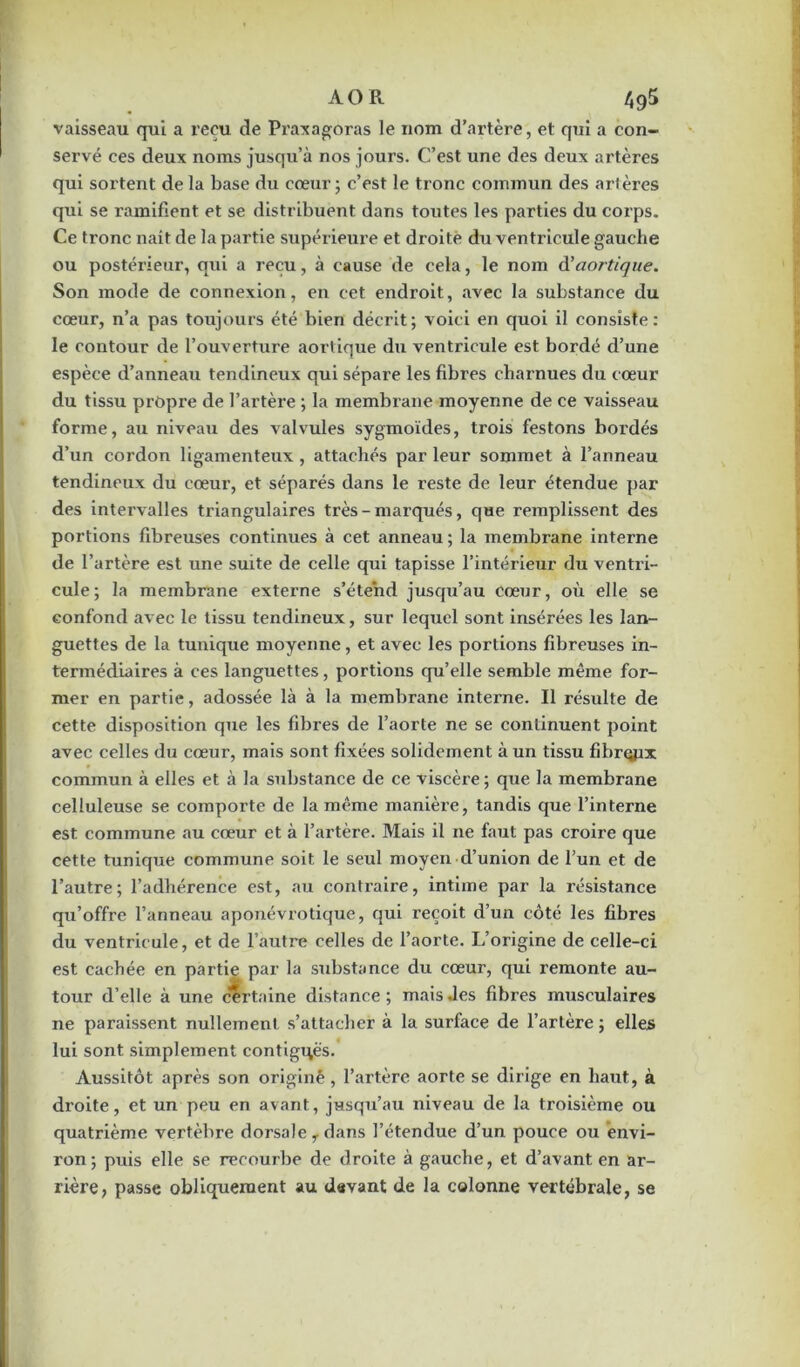 AO R /Jg5 vaisseau qui a reçu de Praxagoras le nom d’artère, et qui a con- servé ces deux noms jusqu’à nos jours. C’est une des deux artères qui sortent de la base du cœur ; c’est le tronc commun des artères qui se ramifient et se distribuent dans toutes les parties du corps. Ce tronc naît de la partie supérieure et droite du ventricule gauche ou postérieur, qui a reçu, à cause de cela, le nom à’aortique. Son mode de connexion, en cet endroit, avec la substance du cœur, n’a pas toujours été bien décrit; voici en quoi il consiste: le contour de l’ouverture aortique du ventricule est bordé d’une espèce d’anneau tendineux qui sépare les fibres charnues du cœur du tissu propre de l’artère ; la membrane moyenne de ce vaisseau forme, au niveau des valvules sygmoïdes, trois festons bordés d’un cordon ligamenteux , attachés par leur sommet à l’anneau tendineux du cœur, et séparés dans le reste de leur étendue par des intervalles triangulaires très-marqués, que remplissent des portions fibreuses continues à cet anneau ; la membrane interne de l’artère est une suite de celle qui tapisse l’intérieur du ventri- cule; la membrane externe s’étend jusqu’au cœur, où elle se confond avec le tissu tendineux, sur lequel sont insérées les lan- guettes de la tunique moyenne, et avec les portions fibreuses in- termédiaires à ces languettes, portions qu’elle semble même for- mer en partie, adossée là à la membrane interne. Il résulte de cette disposition que les fibres de l’aorte ne se continuent point avec celles du cœur, mais sont fixées solidement à un tissu fibrqjix commun à elles et à la substance de ce viscère ; que la membrane celluleuse se comporte de la même manièi'e, tandis que l’interne est commune au cœur et à l’artère. Mais il 11e faut pas croire que cette tunique commune soit le seul moyen d’union de l’un et de l’autre; l’adhérence est, au contraire, intime par la résistance qu’offre l’anneau aponévrotique, qui reçoit d’un côté les fibres du ventricule, et de l’autre celles de l’aorte. L’origine de celle-ci est cachée en partie par la substance du cœur, qui remonte au- tour d’elle à une certaine distance; mais .les fibres musculaires ne paraissent nullement s’attacher à la surface de l’artère ; elles lui sont simplement contiguës. Aussitôt après son originè, l’artère aorte se dirige en haut, à droite, et un peu en avant, jusqu’au niveau de la troisième ou quatrième vertèbre dorsale y dans l’étendue d’un pouce ou envi- ron; puis elle se recourbe de droite à gauche, et d’avant en ar- rière, passe obliquement au devant de la colonne vertébrale, se