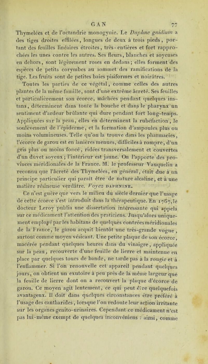 Tliymelées et de l’octandrie monogynic. Le Daphné gnicUum a des tiges droites effilées, longues de deux à trois pieds, por- tant des feuilles linéaires étroites, très-entières et fort rappro- chées les unes contre les autres. Ses fleurs, blanches et soyeuses en dehors, sont légèrement roses en dedans; elles forment des es])èces de petits corynibes au sommet des ramifications de la tige. Les fruits sont de petites baies pisiformes et noirâtres. Toutes les parties de ce végétal, comme celles des autres plantes de la même famille, sont d’une extrême âcreté. Ses feuilles et partlcuUèrement son écorce, mâchées pendant quelques ins- tans, déterminent dans toute la bouche et dans le pharynx un sentiment d’ardeur brûlante qui dure pendant fort long-temps. Appliquées sur la peau, elles eh déterminent la rubéfaction, le soulèvement de l’épiderme, et la formation d’ampoules plus ou moins volumineuses. Telle qu’on la trouve dans les pharmacies, l’écorce de garou est en lanières menues, difficiles à rompre, d’un gris plus ou moins foncé, ridées transversalement et couvertes d’un duvet soyeux ; l’intérieur est jaune. On l’apporte des pro- vinces méridionales de la France. M. le professeur Vauquelin a reconnu que l’âcreté des Thymelées, en général, était due à un principe particulier qui paraît être de nature alcaline, et à une matière résineuse verdâtre. Voyez daphnine, Ge n’est guère que vers le milieu du siècle dernier que l’usage de cette écorce s’est introduit dans la thérapeutique. En 1767,1e docteur Leroy publia une dissertation intéressante qui appela sur ce médicament l’attention des praticiens. Jusqu’alors unique- ment employé par les habitans de quelques contréesméridionales de la France, le garou acquit bientôt une très-grande vogue, surtout comme moj-^en vésicant. Une petite plaque de son écorce, macérée pendant quelques heures dans du vinaigre, appliquée sur la peau, recouverte d’une feuille de lierre et maintenue en place par quelques tours de bande, ne tarde pas à la rougir et à l’enflammer. Si l’on renouvelle cet appareil pendant quelques jours, on obtient un exutoire à peu près de la même largeur que la feuille de lierre dont on a recouvert la plaque d’écorce de garou. Ce moyen agit lentement, ce qui peut êire quelquefois avantageux. Il doit dans quelques circonstances être préféré à l’usage des cantharides, lorsque l’on redoute leur action irritante sur les organes genilo-urinaires. Cependant ce médicament n’est pas lui-même exempt de quelques inconvéniens : ainsi, comme