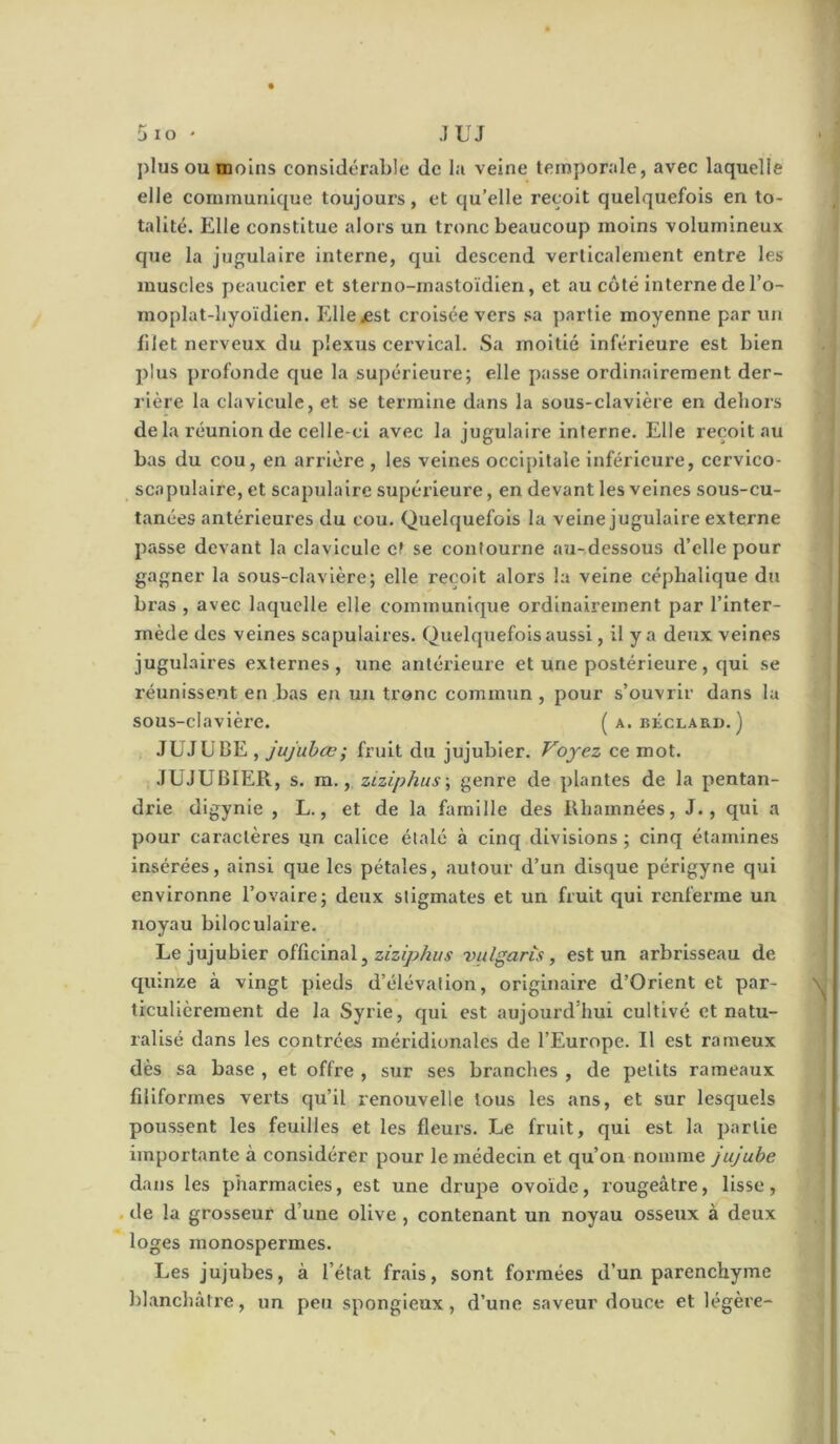 plus ou moins considérable de la veine temporale, avec laquelle elle communique toujours, et qu’elle reçoit quelquefois en to- talité. Elle constitue alors un tronc beaucoup moins volumineux que la jugulaire interne, qui descend verticalement entre les muscles peaucier et sterno-rnastoïdlen, et au coté interne de l’o- moplat-byoïdien. Ellejest croisée vers sa partie moyenne par un filet nerveux du plexus cervical. Sa moitié inférieure est bien plus profonde que la supérieure; elle passe ordinairement der- rière la clavicule, et se termine dans la sous-clavière en dehors de la réunion de celle-ci avec la jugulaire interne. Elle reçoit au bas du cou, en arrière , les veines occipitale inférieure, cervico- scapulalre, et scapulaire supérieure, en devant les veines sous-cu- tanées antérieures du cou. Quelquefois la veine jugulaire externe passe devant la clavicule et se contourne au-dessous d’elle pour gagner la sous-clavière; elle reçoit alors la veine céphalique du bras , avec laquelle elle communique ordinairement par l’inter- mède des veines scapulaires. Quelquefois aussi, il y a deux veines jugulaires externes , une antérieure et une postérieure , qui se réunissent en bas en un tronc commun , pour s’ouvrir dans la sous-clavière. ( a. béclari). ) JUJUBE , jujubœ; fruit du jujubier. Voyez ce mot. JUJUBIER, s. m., ziziphus\ genre de plantes de la pentan- drle digynie , L., et de la famille des Rhamnées, J., qui a pour caractères un calice étalé à cinq divisions ; cinq étamines insérées, ainsi que les pétales, autour d’un disque pérlgyne qui environne l’ovaire; deux stigmates et un fruit qui renferme un noyau biloculaire. Le jujubier oi£icmd\ ^ ziziphus vulgaris, est un arbrisseau de quinze à vingt pieds d’élévation, originaire d’Orient et par- ticulièrement de la Syrie, qui est aujourd’hui cultivé et natu- ralisé dans les contrées méridionales de l’Europe. Il est rameux dès sa base , et offre , sur ses branches , de petits rameaux filiformes verts qu’il renouvelle tous les ans, et sur lesquels poussent les feuilles et les fleurs. Le fruit, qui est la partie importante à considérer pour le médecin et qu’on nomme jujube dans les pharmacies, est une drupe ovoïde, rougeâtre, lisse, . de la grosseur d’une olive, contenant un noyau osseux à deux loges monospermes. Les jujubes, à l’état frais, sont formées d’un parenchyme blanchâtre, un peu spongieux, d’une saveur douce et légère-