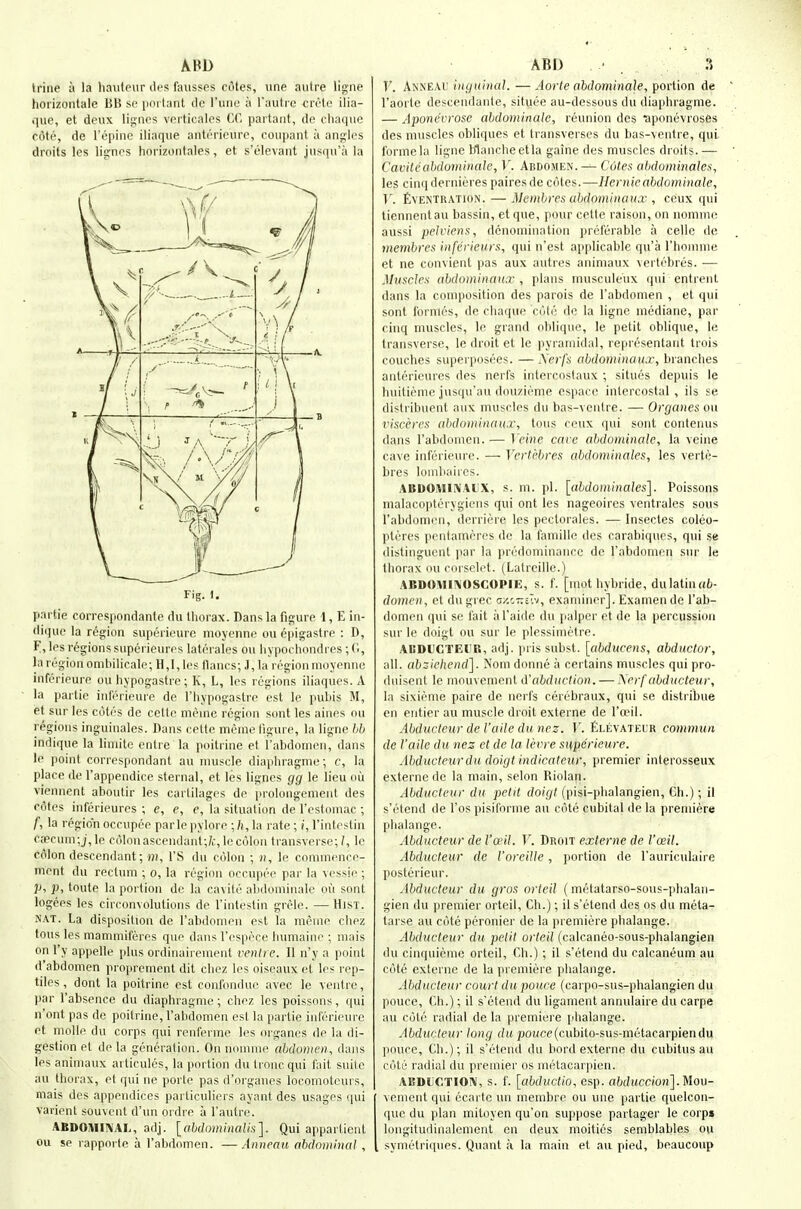 ABD (rine a la liauleur iles fausses cotes, iine autre ligne horizontale Bl! sc [jrirtant do I'linc a I'auti c crt'tc ilia- que, et deux lignos vorticalcs CC partant, de chaque cote, de I'epinc iliaque anterieure, coupant a angles droits les ligries horizonfales, et s'elevant jusqu'a la Fig. n partie correspondante du thorax. Dans la figure 1, E in- dique la region superieurc moycnne ou epigastre : D, F, les regions superieures laterales ou livpochondres ; ('>, la region omliilicale; H,l, les llancs; J, la region moyenne inferieure ou hypogastre; K, L, les regions iliaques. A la partie inferieure de I'liypogastre est le pubis M, et sur les cotes de cette meme region sont les aines nu regions inguinales. Dans cette meme figure, la ligne hb indique la limite entre la poitiine et i'abdomen, dans le point correspondant au muscle diaphragme; c, la place de I'appendice sternal, et les lignes gg le lieu oil viennent aboutir les cartilages de i)rolongement des cotes inferieures ; e, e, e, la situation de I'estomac ; f, la region occupee parlepylore ;/i,la rate ; /, I'intestin c,Tecum;j, le colon ascendant;/,:, le colon transverse; /, le colon descendant; HI, fS du colon ; h, le commence- ment du rectum ; o, la region occupee par la vessie ; p, p, toute la portion de la cavite abdoniinale ou sont logees les circonvolutions de I'intestin grele. — Hisi. NAT. La disposition de I'abdomen est la meme cliez tous les mammiferes que dans I'espece humaine ; mais on I'y appelle plus ordinairement ventre. II n'y a point d'abdomen proprcment dit clicz les oiseaux et les rep- tiles , dont la poitrine est confonduc avec le ventre, par I'absence du diaphragme; chez les poissons, qui n'ont pas de poitrine, I'abdomen est la partie inferieure et molle du corps qui renferme les nrganes de la di- gestion et de la generation. On nomme abdomen, dans les animaux aiticules, la portion du Ironcqui fait suite au thorax, et qui ne porte pas d'orgaues locomotours, mais des appendices particuliei s ayant des usages ([ui varient souvent d'un ordi e a I'autre. ABDOIUIA'AL, adj. [abdominalis]. Qui appartient ou se rapporte a I'abdomen. — Anneau abdominal , ABD ' . ?) T'. Anneal' ingnUia}. — Aorte ahdominale, portion de I'aorte descendanle, situee au-dessous du diaphragme. — Aponevrose abdominalc, reunion des Tiponevroses des muscles obliques et transverses du bas-ventre, qui forme la ligne blanche etla gaine des muscles droits.— Caviteabdominale, V. Abdomen. — Cotes abdominalea, les cinqdernieres pairesde cotes.—llernieahdominale, V. Eventration. — Membres ubdominaux , ceux qui tiennentau bassin, et que, pour cette raison, on nommi? aussi pelviens, denomination preferable a celle de membres inferieurs, qui n'est applicable qu'a rhoinnie et ne convient pas aux auties animaux vertebres. — Muscles abdominaux , plans musculeux qui entrent dans la composition des parois de I'abdomen , et qui sont formes, de chaque cote de la ligne inediane, par cinq muscles, le grand oblique, le petit oblique, le transverse, le droit et le pyramidal, representant trois couches superposees. —Xerfs abdominaux, branches anterieures des nerfs intercostaux ; situes depuis le huitieme jusqu'au douzicme espacc intercostal, ils se distribuent aux muscles du bas-ventre. — Organes on visceres abdominaux, tous ceux qui sont contenus dans I'abdomen. — Veine cave abdominale, la veine cave inferieure. — Vertebres abdominales, les verte- bres lomhaiies. ABDOiMli\Ai;x, s. ni. pi. [abdominales]. Poissons malacopterygiens qui ont les nageoires ventrales sous rabdomcii, derriere les pectorales. — Insectes coleo- pteres pentameres de la famille des carabiques, qui se distinguent par la predominance de I'abdomen sur le thorax ou corselet. (Lalreille.) ABDO\II!\OSCOPIE, s. f. [mot hybride, du latin afc- domen, et dugrec g/.'.ttcIv, examiner]. Examen de I'ab- domen qui se fait al'aide du palper et de la percussion sur le doigt ou sur le plessimctre. ACDUCTEl'R, adj. pris subst. [abducens, abductor, all. ab^ieliend]. Nom donne a cei tains muscles qui pro- duisent le mouvement d'abduction. — Nerfabducteur, la sixieme paire de nerfs ceiebraux, qui se distribue en entier au muscle droit externe de I'oeil. Abducteur de I'aile du nez. V. ElEvateur commun de Vaile du nez et de la terre supericure. Abducteur du doigt indicateur, premier inlerosseux externe de la main, selon Riolan. Abducteur du petit doigt (pisi-phalangien, Ch.); il s'etend de I'os pisiforme au cote cubital de la premiere phalange. Abducteur de I'ceil. V. Droit externe de Vceil. Abducteur de I'oreiUe, portion de I'auriculaire posterieur. Abducteur du gros orteil (metatarso-sous-plialaii- gien du premier orteil, Ch.); il s'etend des os du meta- tarse au cote peronier de la premiere phalange. Abducteur du petit orteil (calcaneo-sous-phalangien du cinquicme orteil, Ch.) ; il s'etend du caleaneum au cote externe de la premiere phalange. Abducteur court du pouce (carpo-sus-phalangien du pouce, Ch.); il s'etend du ligament annulaire du carpe au Cote radial de la premiere phalange. Abducteur long du jjOMce(cubito-sus-metacarpiendu pouce, Ch.); il s'elend du bord externe du cubitus au cutii radial du premier os metacarpien. AEDUCTIOIV, s. f. [abductio, esp. abdwcdon]. Mou- vement qui ccarte un menibre ou une partie quelcon- que du plan mitoyen qu'on suppose partager le corps loiigitudinalement en deux moities semblables ou symetriques. Quant a la main et au pied, beaucoup