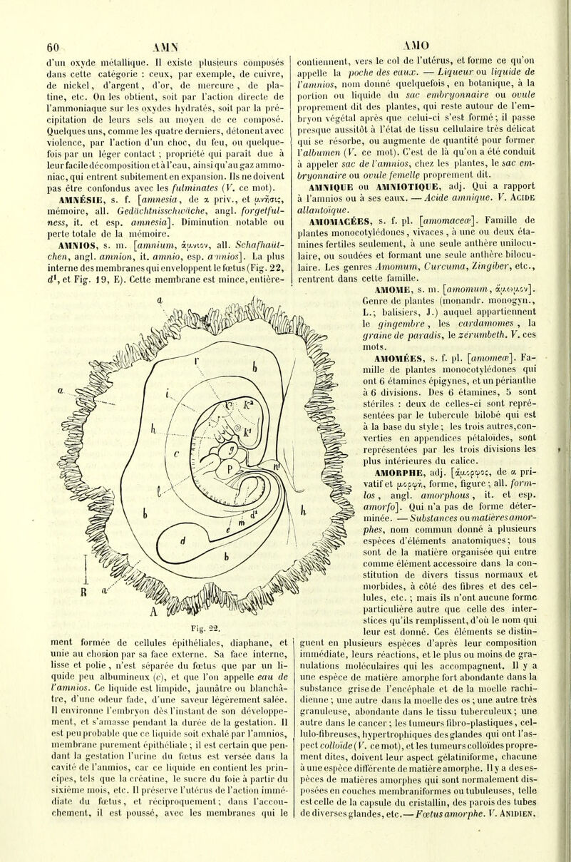 d'liii oxyde melallique. II exisle plusieurs composes dans cette categoi ie : ceux, par exeniple, de ciiivre, de nickel, d'argent, d'or, de niercuie , de pla- tine, etc. On les obtient, soil par raction directc de rammoniaque sur les oxydes hydrates, soil par la pre- cipitation de leurs sels an nioyen de ce compose. Quelquesuns, comnie les quatre derniers, detonentavec violence, par Taction d'un choc, du feu, ou quelque- fois par un leger contact ; propricte qui parait due a leurfaciledecompositionetaI'euu, ainsi qu'augazammo- niac, qui entrent subitement en expansion. Ilsnedoivent pas etre confondus avec les fulminates (V. ce mot). AMIVESIE, s. f. [amnesia , de x priv., et u-viiaic, memoire, all. Gediichtnisschwache, angl. forgelful- ness, it. et esp. amnesia^. Diminution notable ou perte totale do la memoire. Ai\II\lOS, s. m. [amnium, iu.wi, all. Schafhaiit- chen, angl. amnion, it. amnio, esp. a iiwios]. La plus interne des membranes qui enveloppent le foetus (Fig. 22, d',et Fig. 19, E). Cette membrane est mince, entiere- Fig. 22. ment formee de cellules epithelialcs, diaphane, et unie au clioiion par sa face externe. Sa face interne, lisse et polie , n'est separee du foetus que i)ar un li- quide peu albumineux (c), et que Ton appelle eau de I'amnios. Ce liquide est limpide, jaunatre ou blancha- tre, d'uiic odeur fade, d'une saveur legercment salee. II environue I'embryon des I'instant de son developpe- ment, et s'amassc pendant la duree do la gestation. II est pen probable q\ie ce lii|uide soit exhale par I'amnios, membrane purernent ('pilheliale ; il est certain que pen- dant la geslatiiin I'urine du foetus est versee dans la cavile de I'amnios, car ce liquide en contient les prin- cipes, tcls que la creatine, le sucre du foie a partir du sixieme rnois, etc. II preserve I'uterus de Taction imme- diate du frjctus, et reciproqucment; dans I'accou- chcmcnt. ii est poussc, avec les membranes qui le contiennent, vers le col de I'uterus, et forme ce qu'on appelle la poclie des eaux. — Liqueur ou Uqnide de I'amnios, nom doimu quelquefois, en botanique, a la portion ou li([uide du sac embryonnaire ou ovule propremeut dit des plantes, qui reste autour de I'em- bryon vegetal apres que celui-ci s'est forme; il passe presque aussitot a Tetat de tissu cellulaire tres delicat qui se resorbe, ou augmente de quantite pour former Valbumen (V. ce mot). C'est de la qu'on a ete conduit a appeler sac de Vamnios, cliez les plantes, le sac em- bryonnaire ou ovule femelle proprement dit. AIHIVIQIJE ou AMiVIOTIQUE, adj. Qui a rapport a I'amnios ou a ses eaux. —Acide amnique. V. Acide allantdique. AMOiWACEES, s. f. pi. [amomaceo']. Famille de plantes monocotyledunes , vivaces , ii une ou deux eta- mines fertiles seulement, a une seule anthere unilocu- laire, ou soudees et Ibrniant unc seule anthere bilocu- laire. Les genres Amomum, Curcuma, Zingiber, etc., rentrent dans cette famille. AHIOME, s. ni. [amomum, ay.oo.cv]. Genre de plantes (monandr. monogyn., L.; balisiers, J.) auquel appartiennent le gingembre, les cardamomes , la graine de paradis, le zerumbelh. V. ces mots. AMOIHEES, s. f. pi. [amomeie]. Fa- mille de plantes monocotyledones qui out 6 etamines epigynes, etimperianlhe a 6 divisions. Des 6 etamines, 5 sont steriles : deux de celles-ci sont repre- sentees par le tubercule bilobe qui est a la base du style; les trois autres,con- verties en appendices petaloides, sofit representees par les trois divisions les plus interieures du calico. AIMORPHE, adj. [au.cpoo;, de a pri- vatifct jJ-opcpT,, forme, figure; all. form- los, angl. amorphous, it. et esp. amorfo]. Qui n'a pas de forme deter- niinee. — Substances ou matieres amor- phes, nom commun donne a plusieurs especes d'elements anatomiques; tous sont de la matiere organisee qui entre comme element accessoire dans la con- stitution de divers tissus normaux el morbides, a cote des fibres et des cel- lules, etc. ; mais ils n'ont aucune forme partieuliere autre que celle des inter- stices qu'ils remplissent, d'oii le nom qui leur est donne. Ces elements se distin- guent en plusieurs especes d'apres leur composition immediate, leurs reactions, et le plus ou inoins de gra- nulations moleculaires qui les accompagnent. II y a une espece de matiere amorplie fort abondante dans la substance grisede Tencephale et de la moelle rachi- dienne ; unc autre dans la moelle des os; une autre tres granuleuse, abondante dans le tissu tuberculeux; une autre dans le cancer; les tumeurs fibro-plastiques, cel- lulo-fibreuses, hypertrophiques desglandes qui ont Tas- pect colloide{V. cemot), et les tumeurscolloidespropre- ment dites, doiveiit leur aspect getatiniforme, chacune a une espece difl'erentede matiere amorplie. II y a des es- peces de matieres amorphes qui sont normalement dis- poseeseu couches membraniformes ou tubuleuses, telle est celle de la capsule du cristallin, des pai oisdes tubes dediversesglandes,elc.— Foetusamorphe. V. Anidien.