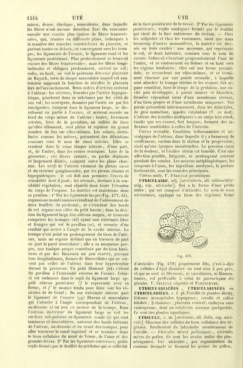 mil ut6 mince, dense, elastiqiie, niusculeuse, dans laqnollc, les fd)res n'ont aucune direction fixe. On rencontre ensuite una couclie plus cpaissc de fibres transver- sales, qui, reunies en diffcrcnts plans, imbriques ;i la maniere des muscles constricteurs du pharynx, so portent toutes en dehors, en convergeant vers les trom pes, les ligaments de I'ovaire, le ligament rend et les ligaments postcrieurs. Plus profondement se trouvent encore des fibres transversales ; mais les fibres longi- tudinales et obliques predominent, surtout au col; enfin, en haul, on voit le pretendu detrusor placenlw de Ruysch, sorte de disque musculaire auquel cet ana- lomiste supposait la fonction de decoller le placenta lors deraccouchement. Deux ordres A'arleres arrivent a I'uterus : les uterines, fournies par I'artere hypogas- trique, penetrenl dans sa substance par les ciites de son col; les ovariques, donnecs par I'aorte ou par les emulgentes, rampent dans le ligament large, se dis- tribuent en partie a I'ovaire, et arrivent ensuite au bord du corps meme de I'uterus : toutes, fortement serrees, hors de la gestation, au milieu du tissu qu'elles sillonnent, sont pliecs et replices un grand nombre de fois sur elles-mcmes. Les veines, distri- buees comme les arteres, presentent des dilatations connues sous le nom de sinus vtc'rins. Elles se rcndent dans la veine iliaque interne, d'une part, et, de I'autre, dans les veines ovariques. Lors de la grossesse , ces divers canaux, en partie deplisses et largement dilates, rampent entre les plans char- nus. Les nerfs de Tuterus viennent du plexus sacro et du systeme ganglionnaire, par les plexus renaux et bypogastriques : le col doit aux premiers I'exces de sensibilite donl il jouit; les seconds, destines a la sen- sibilite vegetative, sont repartis dans toute I'etendue du corps de I'organe. I>a malrice est maintenue dans sa position : I Par les ligaments targes (Fig. 477, fr/r), expansions membraneuses resultant de Padossement de deux feuillets du peritoine, et s'elendant des bords de cet organe aux cotes du petit bassin ; dans la divi- sion du ligament large dite aileron moyen, se trouvent comprises les trompes (dd) ayant une extremite libre et frangee qui est le pavilion (ee), et creusee d'un conduit qui arrive a I'angle de la cavite uterine. La trompe n'est point un prolongement du tissu de Pute- rus, mais un organe distinct qui en traverse de part en part la parol musculaire ; ellc a sa muqueuse pro- pre, line tunique propre constituoe par du tissu lami- neux et par des faisceatix un peu ecarles, presque tons longitudinaux, formes de fibrecellules qui ne sui- vent pas celles de I'uterus dans leur liypertrophie durant la grossesse. Un petit filament (/;/() s'etend du pavilion a Pextremite externe de I'ovaire. Celui- ci est embrasse dans le repli du ligament large ap- pelc aileron poste'rieur [f le represente avec sa forme, et /' le montre fendu pour faire voir les ve- sicules de de Graaf). De son extremite interne part le ligament de I'ovaire (gg) fibreux ct musculaire qui s'attache a I'angle correspondant de I'uterus , au-dessous ct un peu en arriere de la trompe. Dans Vaileron anterieur du ligament large se voit les cordons sus-puhiens ou ligaments ronds {ii) qui sont lamineux et musculaii es, naissent des bords lateraux de I'uterus, au-dessous et en avant des trompes, pour aller traverser le canal inguinal et se terminer dans le tissu cellulaire du mont do Venus, de Paine et des grandes levres. 2 Paries ligaments anterirnrs, petits replis formes par le feuillet du peritoine qui se refleclu'l UTR de la face posterieure dela vessie. 3 Par les llgamenls poKlerieurs, replis analogues formes par le feuillet qui vient de la face anterieure du rectum. — f'.hez les solipedes et chez les ruminants, ainsi que dans beaucoup d'aulres mammiferes, la matrice est divi- see en trois cavites : une moyenne, qui represente le col, et deux laterales, connues sous le nom de comes. Celles-ci s'ecartent progressivemcnt I'une de Pautre, et se contournent en dehors et en haut vers les regions lombaires ; elles ont une forme pyrami- dale, se recourbent sur elles-memes, et se lermi- nent chacune par une pointe arrondie, a laquelle sont attaches la trompe uterine et les ovaires. Cet or- gane constitue, hors le temps de la gestation, une ca- vite peu developpee, ii parois minces et blanches, formees cependant aussi d'une membrane screuse, d'un tissu propre et d'une membrane muqueuse. Ces parois presentent interieurement, dans les didactyles, de gros mamelons, appeles cotyledons (V. ce mot). L'uterus des I'emelles mullipares a un corps tres court, tandis que ses comes, fort tongues, ferment des in- flexions semblables a celles de I'intestin. Uterus irritable. Condition inflammatoire el ne- vralgique de I'uterus, dans laquelle il y a beaucoup de souffrances, surtout dans la station et la progression, ainsi qu'aux epoques menstruelles. La pression cause de la douleur, et I'orifice utcrin est tumefte. C'est une affection penible, fatigante, se prolongeant souvcut pendant des annees. Les moyens antiphlogistiques, les sangsues a Panus, les injections anodynes, la posture borizontale, sont les remedes principaux. Uterus mdle. V. Utrici'le prostatique. UTRICULAIRE, adj. [utricularis, all. schlauchfOr- mig, esp. utricular]. Qui a la forme d'une petite outre ; qui est compose d'utricules. Le nom de tixsu vtriculaire, applique au tissu des vegetaux forme l- ig. 4!). d'utricules (Fig. 479) proprement dits, c'esl-a-dirc de cellules d'egal diametre en tout sens a peu pres, et qui ne sont ni fibreuses, ni vasculaires, ni filamen- leuses, est preferable a celui de parenchyme des pinnies. Y. Celhile vegetate el Parenchyme. UTRICULARIACEES , IJTRICUI.ARIIMEES OU liTRICCLARIEES, s. f. pi. Famille de plantes dicoty- ledones niouopetales bypogynes; corolle et calice bilobes ; 2 elamines ; placenta central; embryon sans endosperme, dont un colyleilon manque qnelquefois. Ce sont des plantes aqualiques. UTRICHLE, s. m. \jitricnhts, all. Zelle, esp. ulri- f)((o]. Chacune des cellules du tissu cellulaire des ve- getaux. Rentlement du labyrinthe membraneux de I'oreille. — Utriculos meres poUiniques , ulricvles meres du pollen. Ce sont les ovules mdles des pha- nerogames. Ces utricules , par segmentation du contenu desquels se fnrment les grains du pollen.