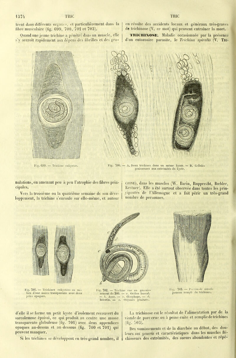 Ireiil dans dilFéi'enls organes, ol, particulièremenl dans la I en résulte des accidents locaux et généraux très-graves fibre musculaire (fig. 699, 700, 701 et 703). | de trichinose (V. ce mot) qui peuvent entraîner la mort. Quand une jeune trichine a pénétré dans un muscle, elle i TKïCMïXOSE. Maladie occasionnée par la présence s'y accroît rapidement aux dépens des fibrilles et des gra- [ d'un entozoaire parasite, le Trichina spiralis (V. Tri- Fig. 090. — Tricliioe enkystée. Fig. 700. — A. Deux tiichines dans un même kyste. — B. Cfllules graisseuses aux extrémités du kyste. nulalions, en amenant peu à peu l'atrophie des fibres prin- ' ciiiNe), dans les muscles (W. Barin, Rupprecht, Bœhler, '^ip^^'^s- Keslner). Elle a été surtout observée dans toutes les prin- Vers la troisième ou la quatrième semaine de son déve- cipautés de l'Allemagne et a fait périr un très-grand loppenient, la trichine s'enroule sur elle-même, et autour >■ nombre de personnes. d'elle il se forme un petit kyste d'isolement recouvert du sarcolemme épaissi, ce qui produit au centre une masse transparente globuleuse (fig. 701) avec deux appendices opaques au-dessus et au-dessous (fig. 700 et 701) qui peuvent manquer. Si les trichines se développent en très-grand nombre, il La trichinose est le résultat de l'alimentation par de la viande de porc crue ou à peine cuite et remplie de trichines (fig. 703). Des vomissements et de la diarrhée au début, des dou- leurs sut generis et caractéristiques dans les muscles flé- chisseurs des extrémités, des sueurs abondantes et répé-