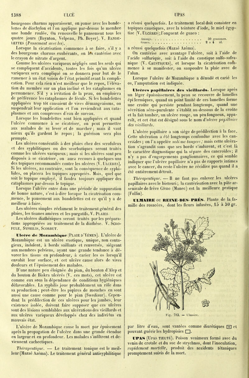 bourgeons charnus apparaissent, on panse avec les bande- lettes de diachylon et l'on applique par-dessus le membre une bande roulée. On renouvelle le pansement tous les quatre jours (Baynton, Velpeau, Ph. Boyerj. V. Bande- lettes {Pansement avec les). Lorsque la cicatrisation commence à se faire, s'il y a des bourgeons charnus exubérants, on lés cautérise avec le crayon de nitrate d'argent. Comme les ulcères variqueux négligés sont les seuls qui se compliquent d'accidents, toutes les fois qu'un ulcère variqueux sera compliqué on se donnera pour but de le ramener à un état voisin de l'élat primitif avant la compli- cation. Pour cela rien n'est meilleur que le repos, l'éléva- tion du membre sur un plan incliné et les cataplasmes en permanence. S'il y a irritation de la peau, on emploiera de préférence les cataplasmes de fécule. Si les bandelettes appliquées trop tôt causaient de vives démangeaisons, on suspendrait leur application et l'on reviendrait aux cata- plasmes et aux compresses d'eau de sureau. Lorsque les bandelettes sont bien appliquées et quand l'ulcère commence à se cicatriser, on peut permettre aux malades de se lever et de marcher; mais il vaut mieux qu'ils gardent le repos ; la guérison sera plus prompte. Les ulcères consécutifs à des plaies chez des scrofuleux et des syphilitiques ou des scorbutiques seront traités comme les ulcères variqueux ; mais si les ulcères sont peu disposés à se cicatriser, on aura recours à quelques uns des topiques recommandés contre les ulcères (V. Ulcères). Si les ulcères, au contraire, sont la conséquence de syphi- lides, on placera les topiques appropriés. Mais, quel que soit le topique employé, il faudra toujours appliquer des cataplasmes par-dessus le topique. Lorsque l'ulcère entre dans une période de suppuration de bonne nature, c'est-à-dire lorsque la cicatrisation com- mence, le pansement aux bandelettes est ce qu'il y a de meilleur à faire. Les ulcères simples réclament le traitement général des plaies, les tisanes amères et les purgatifs. V. Plaies. Les ulcères diathésiques seront traités par les prépara- tions appropriées au traitement de la diathèse. V. Scro- fule, Syphilis, Scorbut. Ulcère de Mo«aint»îc|ue (Plaie d'YÉMEN). L'ulcère de Mozambique est un ulcère exotique, unique, non conta- gieux, indolent, à bords saillants et renversés, siégeant aux membres pelviens, ayant une grande tendance à dé- vorer les tissus en profondeur, à carier les os lorsqu'il envahit leur surface, et cet ulcère cause alors de vives douleurs et l'épuisement des malades. D'une nature peu éloignée du pian, du bouton d'Alep et du bouton de Biskra ulcérés (V. ces mots), cet ulcère est comme eux sous la dépendance de conditions hygiéniques défavorables. La syphilis joue probablement un rôle dans sa production; peut-être les piqûres de mouches en sont aussi une cause comme pour le pian (Swediaur). Cepen- dant la prédilection de ces ulcères pour les jambes, leur existence isolée, doivent faire supposer que ces ulcères sont des lésions semblables aux ulcérations des vieillards et aux ulcères variqueux développés chez des indivi'lus en mauvais état. L'ulcère de Mozambique cause la mort par épuisement après la propagation de l'ulcère dans une grande étendue en largeur et en profondeur. Les malades s'infiltrent et de- viennent cachectiques. Thérapeutique. — Le traitement tonique est le meil- leur (Mazaé Azéma). Le traitement général anlisyphilitique a résusi quelquefois. Le traitement local doit consister en topiques caustiques, avec la teinture d'iode, le miel égyp- tiac (V. Ulcères);l'onguent de guaco : Axonge 30 graiiiines. Guaco 2 il 4 id. a réussi quelquefois (Mazaé Azéma). On cautérise avec avantage l'ulcère, soit à l'aide de l'acide sulfurique, soit à l'aide du caustique sulfo-safra- nique (V. Caustiques), et lorsque la cicatrisation coin- mence à se manifester, on saupoudre la plaie avec de l'alun. Lorsque l'ulcère de Mozambique a dénudé et carié les os, l'amputation est indiquée. Ulcères papillaires des vieillards. Lorsque après un léger épaississement, la peau se recouvre de lamelles épi lermiques, quand un point limité de ces lamelles forme une croûte qui persiste pendant longtemps, quand une sécrétion séro-purulente s'établit au-dessous de la croûte et la fait tomber, un ulcère rouge, un pèufongueux, appa- raît, et cet état est désigné sous le nom d'«/cé/'e papillairc des vieillards. L'ulcère papillaire a son siège de prédilection à la face. Cette ulcération a été longtemps confondue avec les can- croides ; on l'a appelée noHine tancjerc ; mais cette ulcéra- tion s'agrandit sans que ses bords s'indurent, et c'est là le caractère diagnostique qui la sépare des cancroïdes; il n'y a pas d'engorgements ganglionnaires, ce qui semble indiquer que l'ulcère papillaire n'a pas de rapports intimes avec le cancer, du reste l'ulcère ne récidive pas quand il a été entièrement détruit. Thérapeutique. — Il ne faut pas enlever les ulcères papillaires avec le bistouri ; la cautérisation avec la pâte ar- senicale de frère Côme (Manec) est la meilleure pratique (FoUin). ULMAIRE OU RE11\IE-»ES-PRÉ*». Plante de la fa- mille des rosacées, dont les fleurs infusées, 15 à 30 gr. Fig. 713. — Ulmaire. par litre d'eau, sont vantées comme diurétiques [+] et pouvant guérir les hydropisies □. UPAS (Upas tieuté). Poison venimeux formé avec du venin de crotale et du suc de strychnos, dont l'inoculation, rapidement mortelle, produit des accidents tétaniques promptement suivis de la mort.