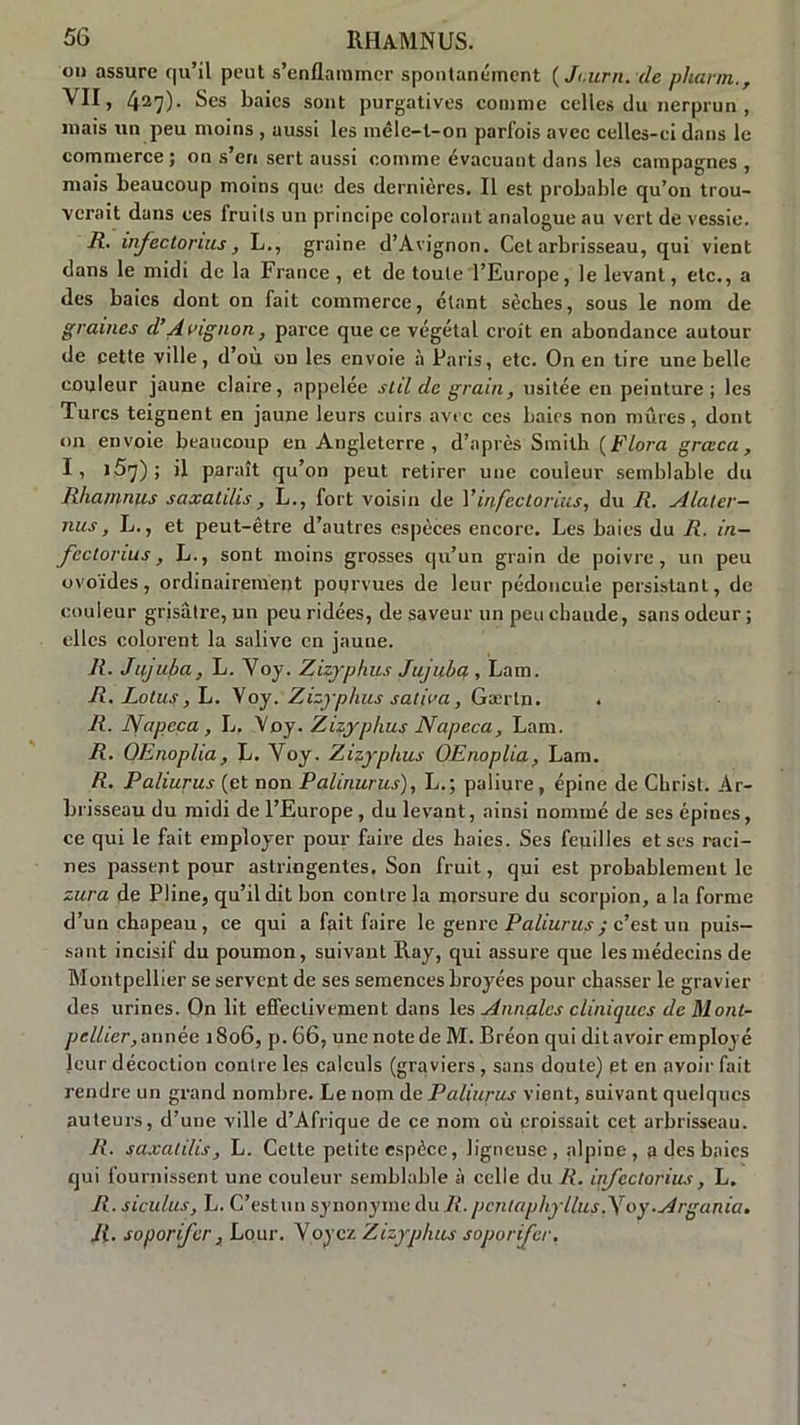 on assure r|u’il peut s’enflammer spontanément ( Ji.urn. de pliarm., VII, 427). Ses baies sont purgatives comme celles du nerprun , mais un peu moins , aussi les mêle-t-on parfois avec celles-ci dans le commerce; on s’en sert aussi comme évacuant dans les campagnes, mais beaucoup moins que des dernières. Il est probable qu’on trou- verait dans ces fruits un principe colorant analogue au vert de vessie. R. infeclonus, L., graine d’Avignon. Cet arbrisseau, qui vient dans le midi de la France, et de toute l’Europe, le levant, etc., a des baies dont on fait commerce, étant sèches, sous le nom de graines d'Avignon, pai'ce que ce végétal croît en abondance autour de cette ville, d’où on les envoie à Paris, etc. On en tire une belle couleur jaune claire, appelée stil de grain, usitée en peinture; les Turcs teignent en jaune leurs cuirs avec ces baies non mûres, dont on envoie beaucoup en Angleterre , d’après Smith ( Flora grœca, I, >57); il paraît qu’on peut retirer une couleur semblable du Rhanmus saxahlis, L., fort voisin de l’infectorins, du R. si Intér- ims , L., et peut-être d’autres espèces encore. Les baies du R. in- fectonus, L., sont moins grosses qu’un grain de poivre, un peu ovoïdes, ordinairement pourvues de leur pédoncule persistant, de couleur grisâtre, un peu ridées, de saveur un peu chaude, sans odeur ; elles colorent la salive en jaune. R. Jujuba, L. Voy. Zizyphus Jujuba , Lam. R. Lotus, L. Voy. Zizyphus saliva, Gærln. . R. JVapeça, L, Voy. Zizyphus Napeca, Lam. R. OEnoplia, L. Voy. Zizyphus OEnoplia, Lam. R. Paliurus (et non Palinurus), L.; paliure, épine de Christ. Ar- brisseau du midi de l’Europe , du levant, ainsi nommé de ses épines, ce qui le fait employer pour faire des haies. Ses feuilles et ses raci- nes passent pour astringentes. Son fruit, qui est probablement le zura de Pline, qu’il dit bon contre la morsure du scorpion, a la forme d’un chapeau, ce qui a fait faire le genre Paliurus ; c’est un puis- sant incisif du poumon, suivant Ray, qui assure que les médecins de Montpellier se servent de ses semences broyées pour chasser le gravier des urines. On lit effectivement dans les Annales cliniques de Mont- pellier,année 1806, p. 66, une note de M. Bréon qui dit avoir employé leur décoction contre les calculs (graviers , sans doute) et en avoir fait rendre un grand nombre. Le nom de Paliurus vient, suivant quelques auteurs, d’une ville d’Afrique de ce nom où croissait cet arbrisseau. R. saxatilis, L. Cette petite espèce, ligneuse, alpine, a des baies qui fournissent une couleur semblable à celle du R. injcctorius, L. R. siculus, L. C’estun synonyme du R. pcntaphyllus-Yoy.Argania, R. soporifer, Lour. Voyez Zizyphus soporijer,