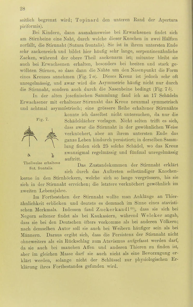 seitlich begrenzt wird; Topinard den unteren Rand der Apertura piriformis). Bei Kindern, dann ausnahmsweise bei Erwachsenen findet sich am Stirnbeine eine Naht, durch welche dieser Knochen in zwei Hälften zerfällt, die Stirnnaht (Sutura frontalis). Sie ist in ihrem untersten Ende sehr zackenreich und bildet hier häufig sehr lange, serpentinenähnliche Zacken, während der obere Theil zackenarm ist; mitunter bleibt sie auch bei Erwachsenen erhalten, besonders bei breiten und stark ge- wölbten Stirnen, so dass dann die Nähte um den Nasenpunkt die Form eines Kreuzes annehmen (Fig. 7 a). Dieses Kreuz ist jedoch sehr oft unregelmässig, und zwar wird die Asymmetrie häufig nicht nur durch die Stirnnaht, sondern auch durch die Nasenbeine bedingt (Fig. 7 b). In der alten josefinischen Sammlung fand ich an 17 Schädeln Erwachsener mit erhaltener Stirnnaht das Kreuz neunmal symmetrisch und achtmal asymmetrisch; eine grössere Reihe erhaltener Stirnnähte konnte ich daselbst nicht untersuchen, da nur die F)° 7 Schädeldächer vorlagen. Nicht selten trifft es sich, dass zwar die Stirnnaht in der gewöhnlichen Weise verknöchert, aber an ihrem untersten Ende das ganze Leben hindurch persistiert; in derselben Samm- lung finden sich 25 solche Schädel, wo das Kreuz ■v zwanzigmal regelmässig und fünfmal unregelmässig auftritt. Teilweise erhaltene ^ Zugtandekommen der Stirnnaht erklärt Sut. frontalis. . sich durch das Auftreten selbständiger Knochen- kerne in den Stirnhöckern, welche sich so lange vergrössern, bis sie sich in der Stirnnaht erreichen; die letztere verknöchert gewöhnlich im zweiten Lebensjahre. Im Fortbestehen der Stirnnaht wollte man Anklänge an Thier- ähnlichkeit erblicken und deutete es demnach im Sinne eines atavisti- schen Merkmals. Indessen fand Zuckerkandl6C), dass sie sich bei Negern seltener findet als bei Kaukasiern, während Welcker angab, dass sie bei den Deutschen öfters vorkomme als bei anderen Völkern; nach demselben Autor soll sie auch bei Weibern häufiger sein als bei Männern. Daraus ergibt sich, dass die Persistenz der Stirnnaht nicht ohneweiters als ein Rückschlag zum Atavismus aufgefasst werden darf, da sie auch bei manchen Affen und anderen Thieren zu finden ist, aber im gleichen Masse darf sie auch nicht als eine Bevorzugung er- klärt werden, solange nicht der Schlüssel zur physiologischen Er- klärung ihres Fortbestandes gefunden wird.