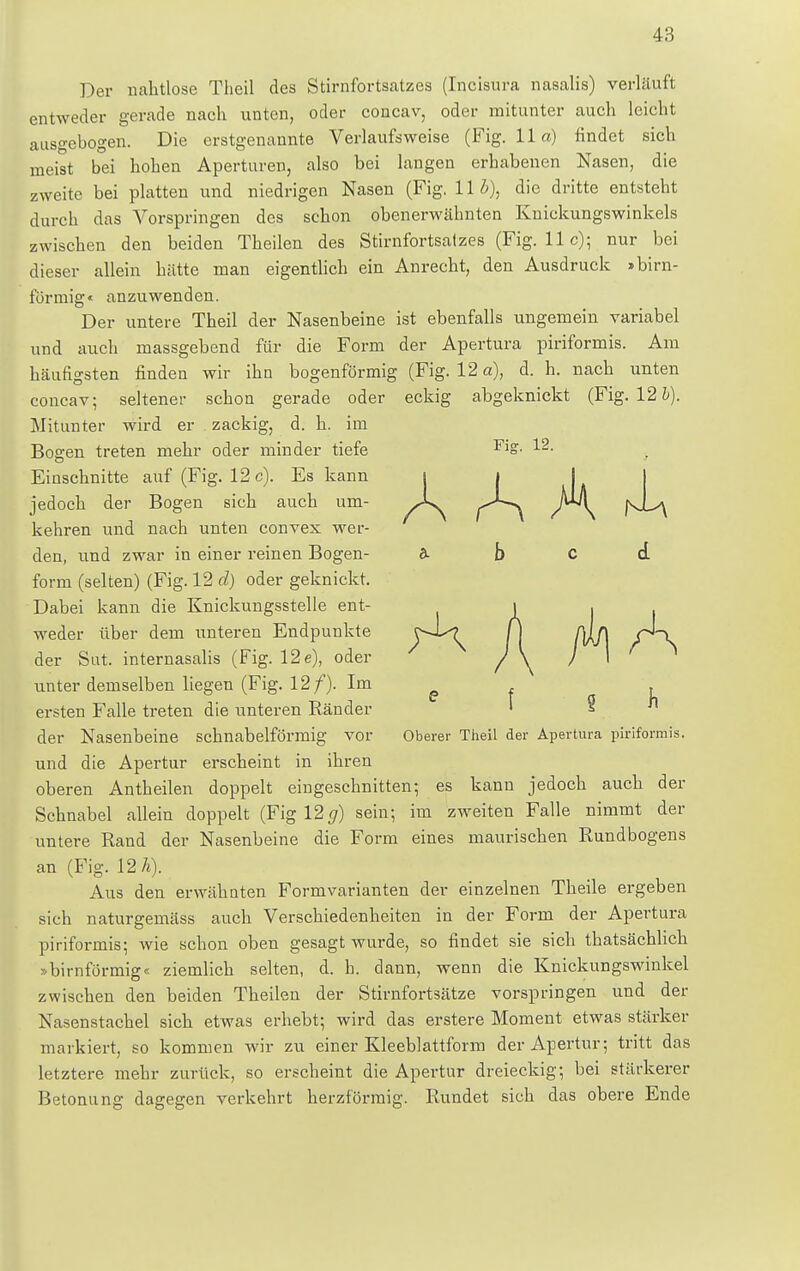 Der nahtlose Theil des Stirnfortsatzes (Incisura nasalis) verläuft entweder gerade nach unten, oder concav, oder mitunter auch leicht ausgebogen. Die erstgenannte Verlaufsweise (Fig. 11«) findet sich meist bei hohen Aperturen, also bei langen erhabenen Nasen, die zweite bei platten und niedrigen Nasen (Fig. 11 b\ die dritte entsteht durch das Vorspringen des schon obenerwähnten Knickungswinkels zwischen den beiden Theilen des Stirnfortsatzes (Fig. 11c); nur bei dieser allein hätte man eigentlich ein Anrecht, den Ausdruck »birn- förinig« anzuwenden. Der untere Theil der Nasenbeine ist ebenfalls ungemein variabel und auch massgebend für die Form der Apertura piriformis. Am häufigsten finden wir ihn bogenförmig (Fig. 12 a), d. h. nach unten concav; seltener schon gerade oder eckig abgeknickt (Fig. 12 b). Mitunter wird er zackig, d. h. im Bogen treten mehr oder minder tiefe FS- Einschnitte auf (Fig. 12 c). Es kann i i I jedoch der Bogen sich auch um- X. / \ N-^\ kehren und nach unten convex wer- den, und zwar in einer reinen Bogen- & b c d form (selten) (Fig. 12 d) oder geknickt. Dabei kann die Knickungsstelle ent- i 1 I I weder über dem unteren Endpunkte f) [)lf\ ,pH. der Sut. internasalis (Fig. 12 e), oder J \ ) \ unter demselben liegen (Fig. 12/). Im e f U ersten Falle treten die unteren Ränder ' § der Nasenbeine schnabelförmig vor Oberer Theil der Apertura piriformis, und die Apertur erscheint in ihren oberen Antheilen doppelt eingeschnitten; es kann jedoch auch der Schnabel allein doppelt (Fig 12 g) sein; im zweiten Falle nimmt der untere Rand der Nasenbeine die Form eines maurischen Rundbogens an (Fig. 12 h). Aus den erwähnten Form Varianten der einzelnen Theile ergeben sich naturgemäss auch Verschiedenheiten in der Form der Apertura piriformis; wie schon oben gesagt wurde, so findet sie sich thatsächlich »birnförmig« ziemlich selten, d. h. dann, wenn die Knickungswinkel zwischen den beiden Theilen der Stirnfortsätze vorspringen und der Nasenstachel sich etwas erhebt; wird das erstere Moment etwas stärker markiert, so kommen wir zu einer Kleeblattform der Apertur; tritt das letztere mehr zurück, so erscheint die Apertur dreieckig; bei stärkerer Betonung dagegen verkehrt herzförmig. Rundet sich das obere Ende