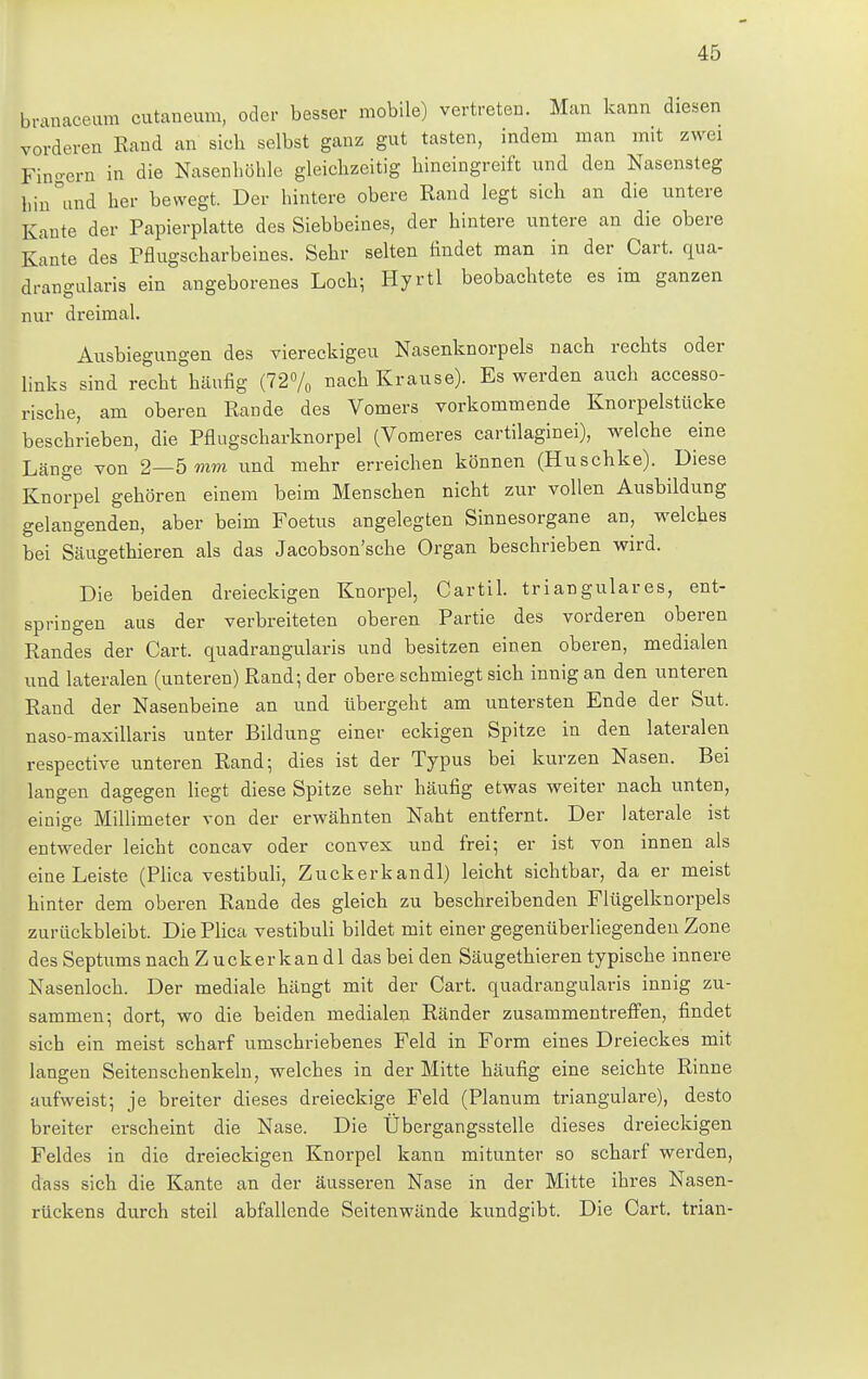 branaceum cutaneum, oder besser mobile) vertreten. Man kann diesen vorderen Eand an sieh selbst ganz gut tasten, indem man mit zwei Fingern in die Nasenhöhle gleichzeitig hineingreift und den Nasensteg bin°ivnd her bewegt. Der hintere obere Rand legt sich an die untere Kante der Papierplatte des Siebbeines, der hintere untere an die obere Kaute des Pflugscharbeines. Sehr selten findet man in der Cart. qua- drangularis ein angeborenes Loch; Hyrtl beobachtete es im ganzen J6 nur dreimal Ausbiegungen des viereckiger! Nasenknorpels nach rechts oder links sind recht häufig (72% nach Krause). Es werden auch accesso- rische, am oberen Rande des Vomers vorkommende Knorpelstücke beschrieben, die Pflugscharknorpel (Vomeres cartilaginei), welche eine Länge von 2—5 mm und mehr erreichen können (Huschke). Diese Knorpel gehören einem beim Menschen nicht zur vollen Ausbildung gelangenden, aber beim Foetus angelegten Sinnesorgane an, welches bei Säugethieren als das Jacobson'sche Organ beschrieben wird. Die beiden dreieckigen Knorpel, Cartil. trianguläres, ent- springen aus der verbreiteten oberen Partie des vorderen oberen Randes der Cart. quadrangularis und besitzen einen oberen, medialen und lateralen (unteren) Rand; der obere schmiegt sich innig an den unteren Rand der Nasenbeine an und übergeht am untersten Ende der Sut. naso-maxillaris unter Bildung einer eckigen Spitze in den lateralen respective unteren Rand; dies ist der Typus bei kurzen Nasen. Bei langen dagegen liegt diese Spitze sehr häufig etwas weiter nach unten, einige Millimeter von der erwähnten Naht entfernt. Der laterale ist entweder leicht concav oder convex und frei; er ist von innen als eine Leiste (Plica vestibuli, Zuckerkandl) leicht sichtbar, da er meist hinter dem oberen Rande des gleich zu beschreibenden Flügelknorpels zurückbleibt. Die Plica vestibuli bildet mit einer gegenüberliegenden Zone des Septums nach Zuckerkandl das bei den Säugethieren typische innere Nasenloch. Der mediale hängt mit der Cart. quadrangularis innig zu- sammen; dort, wo die beiden medialen Ränder zusammentreffen, findet sich ein meist scharf umschriebenes Feld in Form eines Dreieckes mit langen Seitenschenkeln, welches in der Mitte häufig eine seichte Rinne aufweist; je breiter dieses dreieckige Feld (Planum trianguläre), desto breiter erscheint die Nase. Die Übergangsstelle dieses dreieckigen Feldes in die dreieckigen Knorpel kann mitunter so scharf werden, dass sich die Kante an der äusseren Nase in der Mitte ihres Nasen- rückens durch steil abfallende Seitenwände kundgibt. Die Cart. trian-