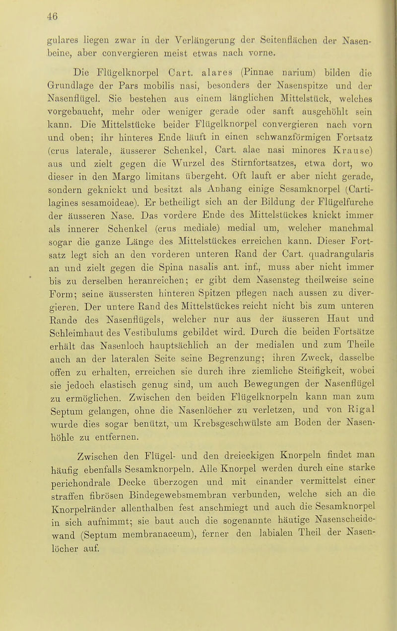 L6 gulares liegen zwar iu der Verlängerung der Sextenflächen der Nasen- beine, aber convergieren meist etwas nach vorne. Die Flügelknorpel Cart. alares (Pinnae nariurn) bilden die Grundlage der Pars niobilis nasi, besonders der Nasenspitze und der Nasenflügel. Sie bestehen aus einem länglichen Mittelstück, welches vorgebaucht, mehr oder weniger gerade oder sanft ausgehöhlt sein kann. Die Mittelstücke beider Flügelknorpel convergieren nach vorn und oben; ihr hinteres Ende läuft in einen schwanzfürmigen Fortsatz (crus laterale, äusserer Schenkel, Cart. alae nasi minores Krause) aus und zielt gegen die Wurzel des Stirnfortsatzes, etwa dort, wo dieser in den Margo limitans übergeht. Oft lauft er aber nicht gerade, sondern geknickt und besitzt als Anhang einige Sesamknorpel (Carti- lagines sesamoideae). Er betheiligt sich an der Bildung der Flügelfurche der äusseren Nase. Das vordere Ende des Mittelstückes knickt immer als innerer Schenkel (crus mediale) medial um, welcher manchmal sogar die ganze Länge des Mittelstückes erreichen kann. Dieser Fort- satz legt sich an den vorderen unteren Rand der Cart. quadrangularis an und zielt gegen die Spina nasalis ant. inf., muss aber nicht immer bis zu derselben heranreichen; er gibt dem Nasensteg theilweise seine Form; seine äussersten hinteren Spitzen pflegen nach aussen zu diver- gieren Der untere Rand des Mittelstückes reicht nicht bis zum unteren Rande des Nasenflügels, welcher nur aus der äusseren Haut und Schleimhaut des Vestibulums gebildet wird. Durch die beiden Fortsätze erhält das Nasenloch hauptsächlich an der medialen und zum Theile auch an der lateralen Seite seine Begrenzung; ihren Zweck, dasselbe offen zu erhalten, erreichen sie durch ihre ziemliche Steifigkeit, wobei sie jedoch elastisch genug sind, um auch Bewegungen der Nasenflügel zu ermöglichen. Zwischen den beiden Flügelknorpeln kann man zum Septum gelangen, ohne die Nasenlöcher zu verletzen, und von Rigal wurde dies sogar benützt, um Krebsgeschwülste am Boden der Nasen- höhle zu entfernen. Zwischen den Flügel- und den dreieckigen Knorpeln findet man häufig ebenfalls Sesamknorpeln. Alle Knorpel werden durch eine starke perichondrale Decke überzogen und mit einander vermittelst einer straffen fibrösen Bindegewebsmembran verbunden, welche sich an die Knorpelränder allenthalben fest anschmiegt und auch die Sesamknorpel in sich aufnimmt; sie baut auch die sogenannte häutige Nasenscheide- wand (Septum membranaceum), ferner den labialen Theil der Nasen- löcher auf.