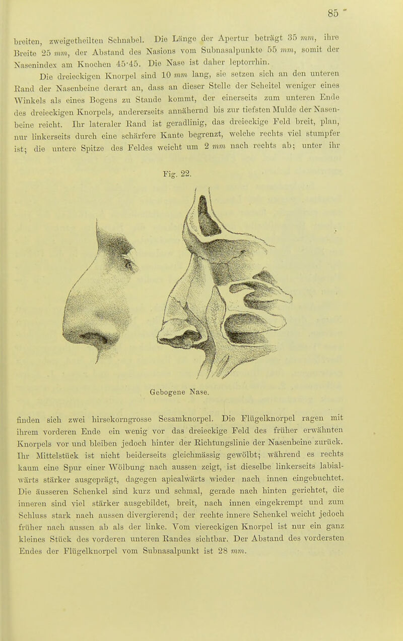 breiton, zweigeteilten Schnabel. Die Lunge der Apertur betrügt 35 mm, ihre Breite 25 mm, der Abstand des Nasions vom Subnasalpunkte 55 mm, somit der Nasenindex am Knochen 45*45. Die Nase ist daher leptorrhin. Die dreieckigen Knorpel sind 10 mm lang, sie setzen sich an den unteren Rand der Nasenbeine derart an, dass an dieser Stelle der Scheitel weniger eines Winkels als eines Bogens zu Staude kommt, der einerseits zum unteren Ende des dreieckigen Knorpels, andererseits annähernd bis zur tiefsten Mulde der Nasen- beine reicht. Ihr lateraler Rand ist geradlinig, das dreieckige Feld breit, plan, nur linkerseits durch eine schärfere Kante begrenzt, welche rechts viel stumpfer ist; die untere Spitze des Feldes weicht um 2 mm nach rechts ab; unter ihr Fig. 22. Gebogene Nase finden sich zwei hirsekorngrosse Sesamknorpel. Die Flügelknorpel ragen mit ihrem vorderen Ende ein wenig vor das dreieckige Feld des früher erwähnten Knorpels vor und bleiben jedoch hinter der Eichtungslinie der Nasenbeine zurück. Ihr Mittelstück ist nicht beiderseits gleichmässig gewölbt; während es rechts kaum eine Spur einer Wölbung nach aussen zeigt, ist dieselbe linkerseits labial- wärts stärker ausgeprägt, dagegen apicalwärts wieder nach innen eingebuchtet. Die äusseren Schenkel sind kurz und schmal, gerade nach hinten gerichtet, die inneren sind viel stärker ausgebildet, breit, nach innen eingekrempt und zum Schluss stark nach aussen divergierend; der rechte innere Schenkel weicht jedoch früher nach aussen ab als der Unke. Vom viereckigen Knorpel ist nur ein ganz kleines Stück des vorderen unteren Randes sichtbar. Der Abstand des vordersten Endes der Flügelknorpel vom Subnasalpunkt ist 28 mm.