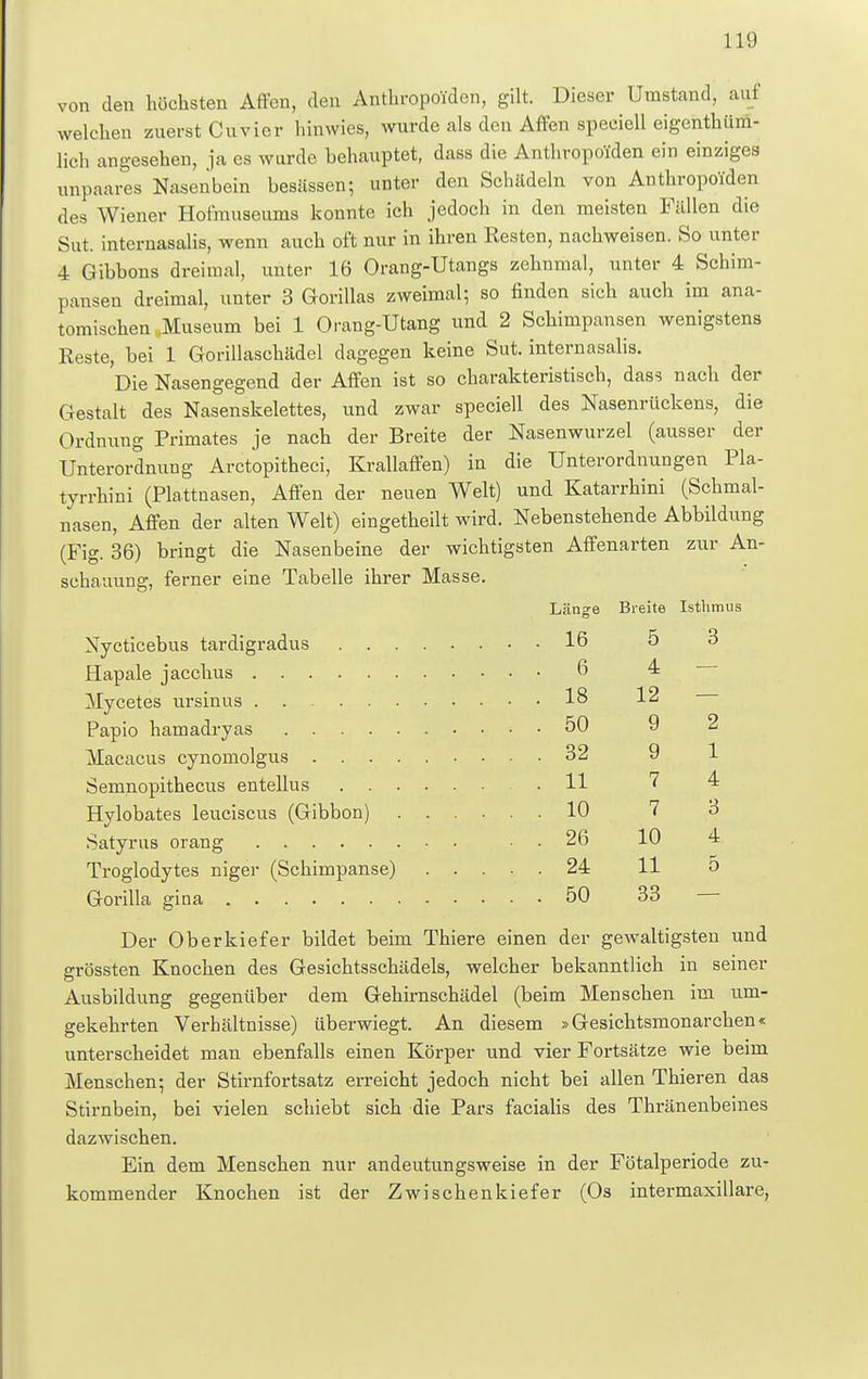von den höchsten Affen, den Anthropoiden, gilt. Dieser Umstand, auf welchen zuerst Cuvier hinwies, wurde als den Affen speciell eigentüm- lich angesehen, ja es wurde behauptet, dass die Anthropoiden ein einziges unpaares Nasenbein besässen; unter den Schädeln von Anthropoiden des Wiener Hotmuseums konnte ich jedoch in den meisten Fällen die Sut. internasalis, wenn auch oft nur in ihren Resten, nachweisen. So unter 4 Gibbons dreimal, unter 16 Orang-Utangs zehnmal, unter 4 Schim- pansen dreimal, unter 3 Gorillas zweimal; so finden sich auch im ana- tomischen .Museum bei 1 Orang-Utang und 2 Schimpansen wenigstens Reste, bei 1 Gorillaschädel dagegen keine Sut. internasalis. Die Nasengegend der Affen ist so charakteristisch, dass nach der Gestalt des Nasenskelettes, und zwar speciell des Nasenrückens, die Ordnung Primates je nach der Breite der Nasenwurzel (ausser der Unterordnung Arctopitheci, Krallaffen) in die Unterordnungen Pla- tyrrhini (Plattnasen, Affen der neuen Welt) und Katarrhini (Schmal- nasen, Affen der alten Welt) eingetheilt wird. Nebenstehende Abbildung (Fig. 36) bringt die Nasenbeine der wichtigsten Affenarten zur An- schauung, ferner eine Tabelle ihrer Masse. Länge Breite Isthmus Nycticebus tardigradus 16 5 3 Hapale jacchus 6 4 Mycetes ursinus 18 12 Papio hamadryas 50 9 2 Macacus cynomolgus 32 9 1 Senmopithecus entellus .11 7 4 Hylobates leuciscus (Gibbon) 10 7 3 Satyrus orang . . 26 10 4 Troglodytes niger (Schimpanse) 24 11 5 Gorilla gina 50 33 Der Oberkiefer bildet beim Thiere einen der gewaltigsten und o-rössten Knochen des Gesichtsschädels, welcher bekanntlich in seiner Ausbildung gegenüber dem Gehirnschädel (beim Menschen im um- gekehrten Verhältnisse) überwiegt. An diesem »Gesichtsmonarchen« unterscheidet man ebenfalls einen Körper und vier Fortsätze wie beim Menschen; der Stirnfortsatz erreicht jedoch nicht bei allen Thieren das Stirnbein, bei vielen schiebt sich die Pars facialis des Thränenbeines dazwischen. Ein dem Menschen nur andeutungsweise in der Fötalperiode zu- kommender Knochen ist der Zwischenkiefer (Os intermaxillare,