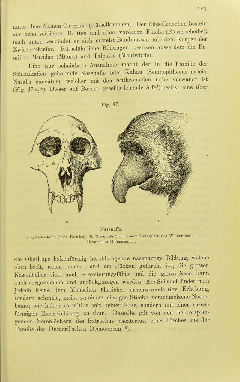 unter dem Namen Os rostri (Rüsselknochen). Der Rüsselknochen besteht aus zwei seitlichen Hälften und einer vorderen Fläche (Rüsselscheibe); nach unten verbindet er sich mittelst Bandmassen mit dem Körper der Zwischenkiefer. Rüsselähnliche Bildungen besitzen ausserdem die Fa- milien Muridae (Mäuse) und Talpidae (Maulwürfe). Eine nur scheinbare Ausnahme macht der in die Famjlie der Schlankaffen gehörende Nasenaffe oder Kahau (Semnopithecus nascia, Nasalis curvatus), welcher mit den Anthropoiden nahe verwandt ist (Fig. 37«, b). Dieser auf Borneo gesellig lebende Affe4) besitzt eine über Fig. 37. Nasenaffe. a. Schädelskelet (nach Ranke), b. Nasenaffe (nach einem Exemplare des Wiener natur- historischen Hofmuseums). die Oberlippe hakenförmig herabhängende nasenartige Bildung, welche oben breit, unten schmal und am Rücken gefurcht ist; die grossen Nasenlöcher sind auch erweiterungsfähig und die ganze Nase kann auch vorgeschoben und zurückgezogen werden. Am Schädel findet man jedoch keine dem Menschen ähnliche, nasenwurzelartige Erhebung, sondern schmale, meist zu einem einzigen Stücke verschmolzene Nasen- beine; wir haben es mithin mit keiner Nase, sondern mit einer rüssel- förmigen Excessbildung zu thun. Dasselbe gilt von den hervorsprin- genden Nasenlöchern des Batrachus piscatorius, eines Fisches aus der Familie der Dumeril'schen Dismopneen 10).