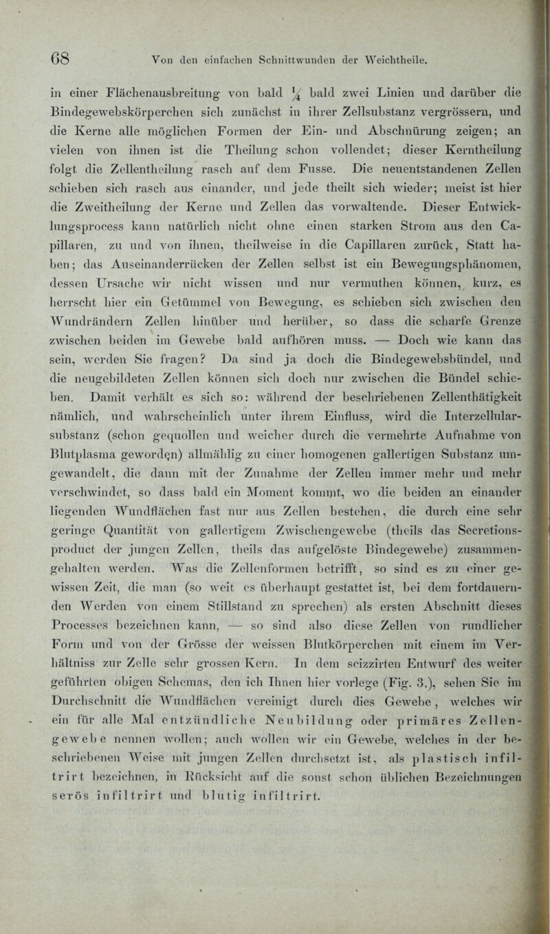 in einer Flächenausbreitung von bald % bald zwei Linien und darüber die Bindegewebskörperchen sich zunächst in ihrer Zellsubstanz vergrössern, und die Kerne alle möglichen Formen der Ein- und Abschnürung zeigen; an vielen von ihnen ist die Theilung schon vollendet; dieser Kerntheilung folgt die Zellentheilung rasch auf dem Fusse. Die neuentstandenen Zellen schieben sich rasch aus einander, und jede theilt sich wieder; meist ist hier die Zweitheilung der Kerne und Zellen das vorwaltende. Dieser Entwick- lungsprocess kann natürlich nicht ohne einen starken Strom aus den Ca- pillaren, zu und von ihnen, theilweise in die Capillaren zurück, Statt ha- ben; das Auseinanderrücken der Zellen selbst ist ein Bewegungsphänomen, dessen Ursache wir nicht wissen und nur vermuthen können, kurz, es herrscht hier ein Getümmel von Bewegung, es schieben sich zwischen den Wundrändern Zellen hinüber und herüber, so dass die scharfe Grenze zwischen beiden im Gewebe bald aufhören muss. — Doch wie kann das sein, werden Sie fragen? Da sind ja doch ' die Bindegewebsbündel, und die neugebildeten Zellen können sich doch nur zwischen die Bündel schie- ben. Damit verhält es sich so: während der beschriebenen Zellenthätigkeit nämlich, und wahrscheinlich unter ihrem Einfluss, wird die Interzellular- substanz (schon gequollen und weicher durch die vermehrte Aufnahme von Blutplasma geworden) allmählig zu einer homogenen gallertigen Substanz um- gewandelt, die dann mit der Zunahme der Zellen immer mehr und mehr verschwindet, so dass bald ein Moment kommt, wo die beiden an einander liegenden Wundflächen fast nur aus Zellen bestehen, die durch eine sehr geringe Quantität von gallertigem Zwischengewebe (theils das Secretions- produet der jungen Zellen, theils das aufgelöste Bindegewebe) zusammen- gehalten werden. Was die Zellenformen betrifft, so sind es zu einer ge- wissen Zeit, die man (so weit es überhaupt gestattet ist, bei dem fortdauern- den Werden von einem Stillstand zu sprechen) als ersten Abschnitt dieses Processes bezeichnen kann, — so sind also diese Zellen von rundlicher Form und von der Grösse der weissen Blutkörperchen mit einem im Ver- hältniss zur Zelle sehr grossen Kern. In dem seizzirten Entwurf des weiter geführten obigen Schemas, den ich Ihnen hier vorlege (Fig. 3.), sehen Sie im Durchschnitt die Wundflächen vereinigt durch dies Gewebe, welches wir ein für alle Mal entzündliche Neubildung oder primäres Zellen- gew ehe nennen wollen; auch wollen wir ein Gewebe, welches in der be- schriebenen Weise mit jungen Zellen durchsetzt ist, als plastisch infil- trirt bezeichnen, in Rücksicht auf die sonst schon üblichen Bezeichnungen serös infiltrirt und blutig infiltrirt.