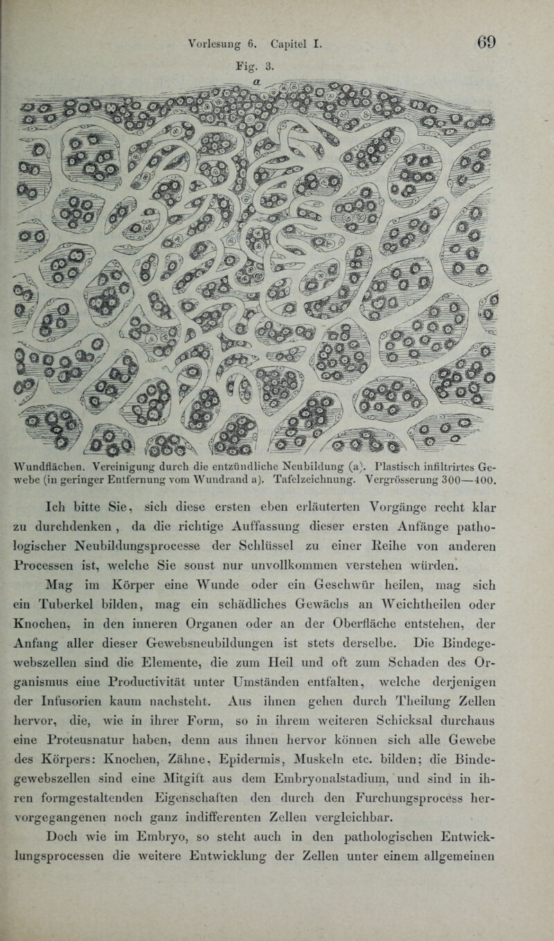 Fig. 3. Wundflächen. Vereinigung durch die entzündliche Neubildung (a). Plastisch infiltrirtes Ge- webe (in geringer Entfernung vom Wundrand a). Tafel Zeichnung. Vergrößerung 300—400. Ich bitte Sie, sich diese ersten eben erläuterten Vorgänge recht klar zu durchdenken , da die richtige Auffassung dieser ersten Anfänge patho- logischer Neubildungsprocesse der Schlüssel zu einer Reihe von anderen Processen ist, welche Sie sonst nur unvollkommen verstehen würden. Mag im Körper eine Wunde oder ein Geschwür heilen, mag sich ein Tuberkel bilden, mag ein schädliches Gewächs an Weichtheilen oder Knochen, in den inneren Organen oder an der Oberfläche entstehen, der Anfang aller dieser Gewebsneubildungen ist stets derselbe. Die Bindege- webszellen sind die Elemente, die zum Heil und oft zum Schaden des Or- ganismus eine Productivität unter Umständen entfalten, welche derjenigen der Infusorien kaum nachsteht. Aus ihnen gehen durch Theilung Zellen hervor, die, wie in ihrer Form, so in ihrem weiteren Schicksal durchaus eine Proteusnatur haben, denn aus ihnen hervor können sich alle Gewebe des Körpers: Knochen, Zähne, Epidermis, Muskeln etc. bilden; die Binde- gewebszellen sind eine Mitgift aus dem Embryonalstadium, und sind in ih- ren formgestaltenden Eigenschaften den durch den Furchungsprocess her- vorgegangenen noch ganz indifferenten Zellen vergleichbar. Doch wie im Embryo, so steht auch in den pathologischen Entvvick- lungsprocessen die weitere Entwicklung der Zellen unter einem allgemeinen