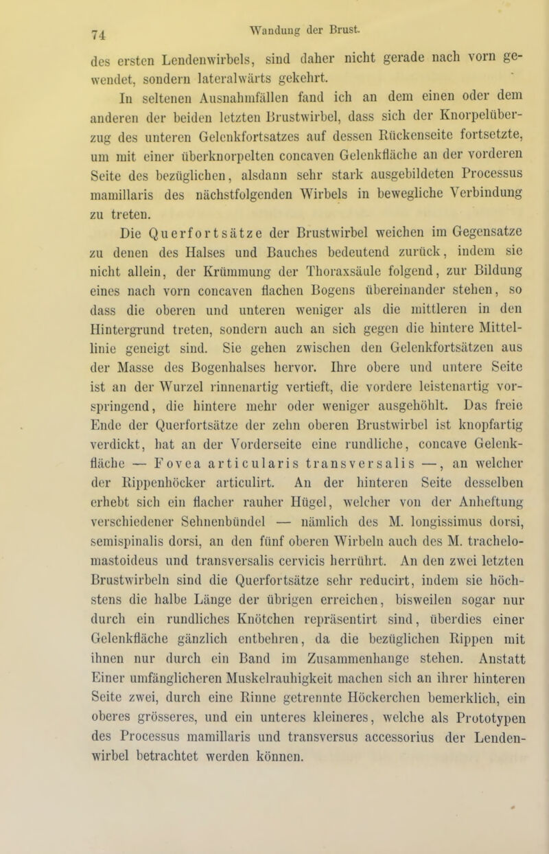 des ersten Lendenwirbels, sind daher nicht gerade nach vorn ge- wendet, sondern lateralwärts gekehrt. In seltenen Ausnah infällen fand ich an dem einen oder dem anderen der beiden letzten Brustwirbel, dass sich der Knorpelüber- zug des unteren Gelenkfortsatzes auf dessen Rückenseite fortsetzte, um mit einer überknorpelten concaven Gelenkfläche an der vorderen Seite des bezüglichen, alsdann sehr stark ausgebildeten Processus mamillaris des nächstfolgenden Wirbels in bewegliche Verbindung zu treten. Die Querfortsätze der Brustwirbel weichen im Gegensätze zu denen des Halses und Bauches bedeutend zurück, indem sie nicht allein, der Krümmung der Thoraxsäule folgend, zur Bildung eines nach vorn concaven flachen Bogens übereinander stehen, so dass die oberen und unteren weniger als die mittleren in den Hintergrund treten, sondern auch an sich gegen die hintere Mittel- linie geneigt sind. Sie gehen zwischen den Gelenkfortsätzen aus der Masse des Bogenhalses hervor. Ihre obere und untere Seite ist an der Wurzel rinnenartig vertieft, die vordere leistenartig vor- springend, die hintere mehr oder weniger ausgehöhlt. Das freie Ende der Querfortsätze der zehn oberen Brustwirbel ist knopfartig verdickt, hat an der Vorderseite eine rundliche, concave Gelenk- fläche — Fovea articularis transversalis —, an welcher der Rippenhöcker articulirt. An der hinteren Seite desselben erhebt sich ein flacher rauher Hügel, welcher von der Anheftung verschiedener Selmenbiindel — nämlich des M. longissimus dorsi, semispinalis dorsi, an den fünf oberen Wirbeln auch des M. trachelo- mastoideus und transversalis cervicis herrührt. An den zwei letzten Brustwirbeln sind die Querfortsätze sehr reducirt, indem sie höch- stens die halbe Länge der übrigen erreichen, bisweilen sogar nur durch ein rundliches Knötchen repräsentirt sind, überdies einer Gelenkfläche gänzlich entbehren, da die bezüglichen Rippen mit ihnen nur durch ein Band im Zusammenhänge stehen. Anstatt Einer umfänglicheren Muskelrauhigkeit machen sich an ihrer hinteren Seite zwei, durch eine Rinne getrennte Höckerchen bemerklich, ein oberes grösseres, und ein unteres kleineres, welche als Prototypen des Processus mamillaris und transversus accessorius der Lenden- wirbel betrachtet werden können.