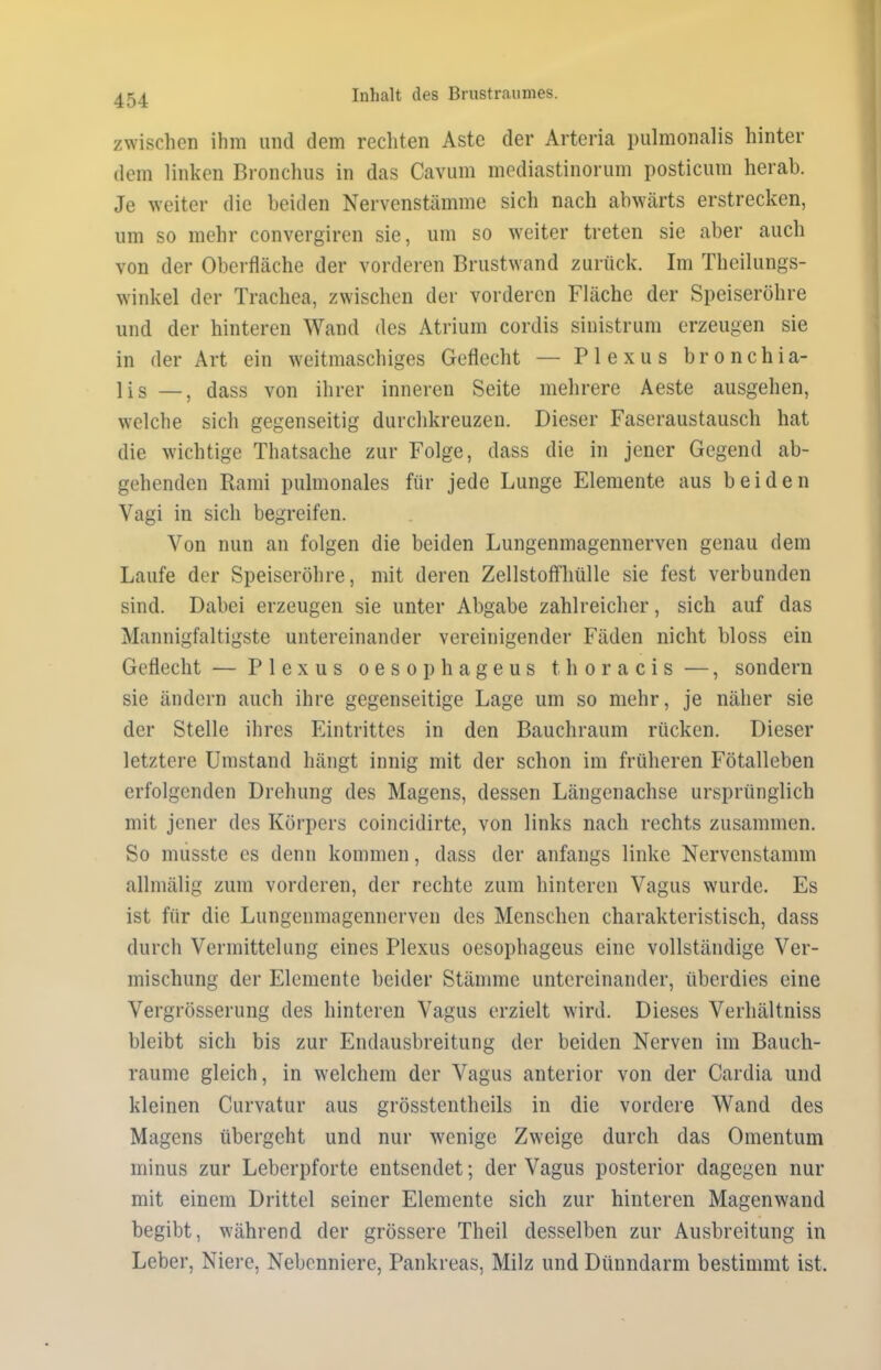 zwischen ihm und dem rechten Aste der Arteria pulmonalis hinter dem linken Bronchus in das Cavum mediastinorum posticum herab. Je weiter die beiden Nervenstämme sich nach abwärts erstrecken, um so mehr convergiren sie, um so weiter treten sie aber auch von der Oberfläche der vorderen Brustwand zurück. Im Theilungs- winkel der Trachea, zwischen der vorderen Fläche der Speiseröhre und der hinteren Wand des Atrium cordis sinistrum erzeugen sie in der Art ein weitmaschiges Geflecht — Plexus bronchia- lis —, dass von ihrer inneren Seite mehrere Aeste ausgehen, welche sich gegenseitig durchkreuzen. Dieser Faseraustausch hat die wichtige Thatsache zur Folge, dass die in jener Gegend ab- gehenden Rami pulmonales für jede Lunge Elemente aus beiden Vagi in sich begreifen. Von nun an folgen die beiden Lungenmagennerven genau dem Laufe der Speiseröhre, mit deren Zellstoffhülle sie fest verbunden sind. Dabei erzeugen sie unter Abgabe zahlreicher, sich auf das Mannigfaltigste untereinander vereinigender Fäden nicht bloss ein Geflecht — Plexus oesophageus thoracis —, sondern sie ändern auch ihre gegenseitige Lage um so mehr, je näher sie der Stelle ihres Eintrittes in den Bauchraum rücken. Dieser letztere Umstand hängt innig mit der schon im früheren Fötalleben erfolgenden Drehung des Magens, dessen Längenachse ursprünglich mit jener des Körpers coincidirte, von links nach rechts zusammen. So musste es denn kommen, dass der anfangs linke Nervenstamm allmälig zum vorderen, der rechte zum hinteren Vagus wurde. Es ist für die Lungenmagennerven des Menschen charakteristisch, dass durch Vermittelung eines Plexus oesophageus eine vollständige Ver- mischung der Elemente beider Stämme untereinander, überdies eine Vergrösserung des hinteren Vagus erzielt wird. Dieses Verhältniss bleibt sich bis zur Endausbreitung der beiden Nerven im Bauch- raume gleich, in welchem der Vagus anterior von der Cardia und kleinen Curvatur aus grösstentheils in die vordere Wand des Magens übergeht und nur wenige Zweige durch das Omentum minus zur Leberpforte entsendet; der Vagus posterior dagegen nur mit einem Drittel seiner Elemente sich zur hinteren Magenwand begibt, während der grössere Theil desselben zur Ausbreitung in Leber, Niere, Nebenniere, Pankreas, Milz und Dünndarm bestimmt ist.