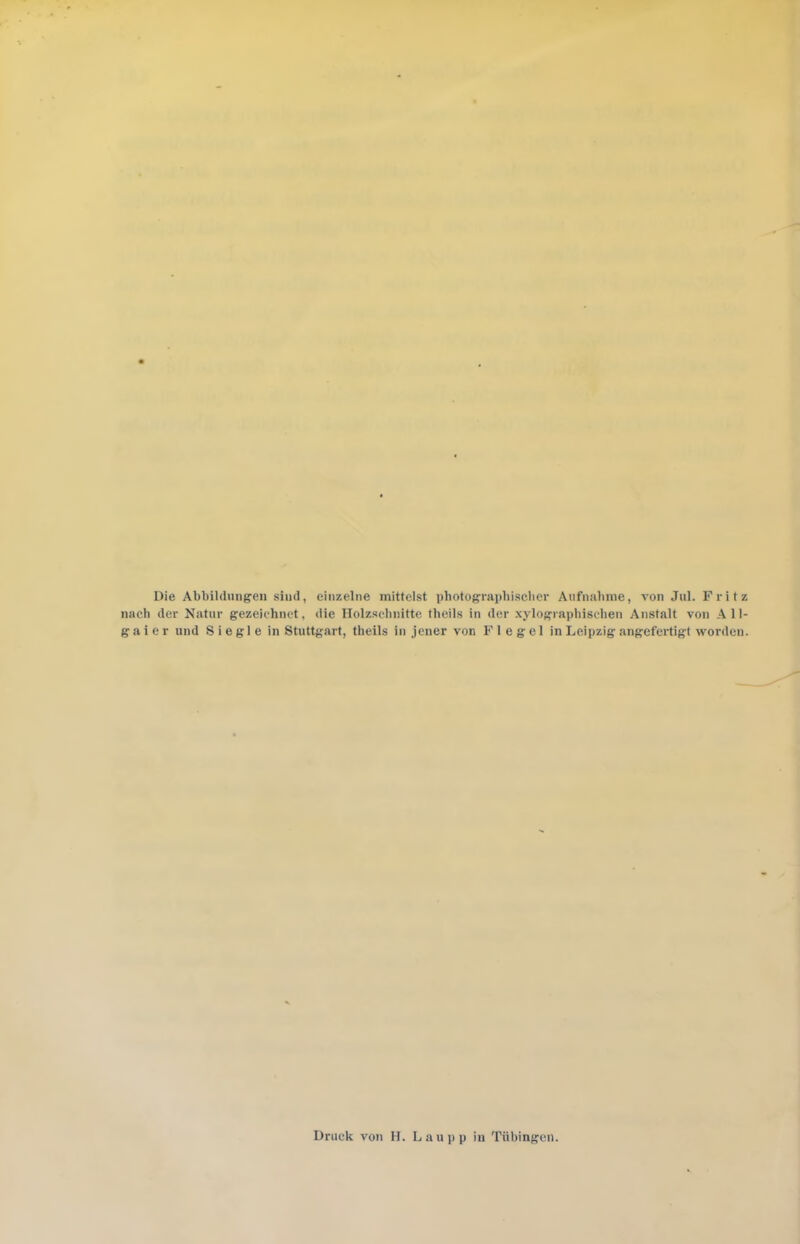 Die Abbildungen sind, einzelne mittelst photographischer Aufnahme, von Jul. Fritz nach der Natur gezeichnet. die Holzschnitte tlieils in der xylographisehen Anstalt von A 11- g a i e r und Siegle in Stuttgart, tlieils in jener von Flegel in Leipzig angefertigt worden. Druck von H. Lau pp in Tübingen.