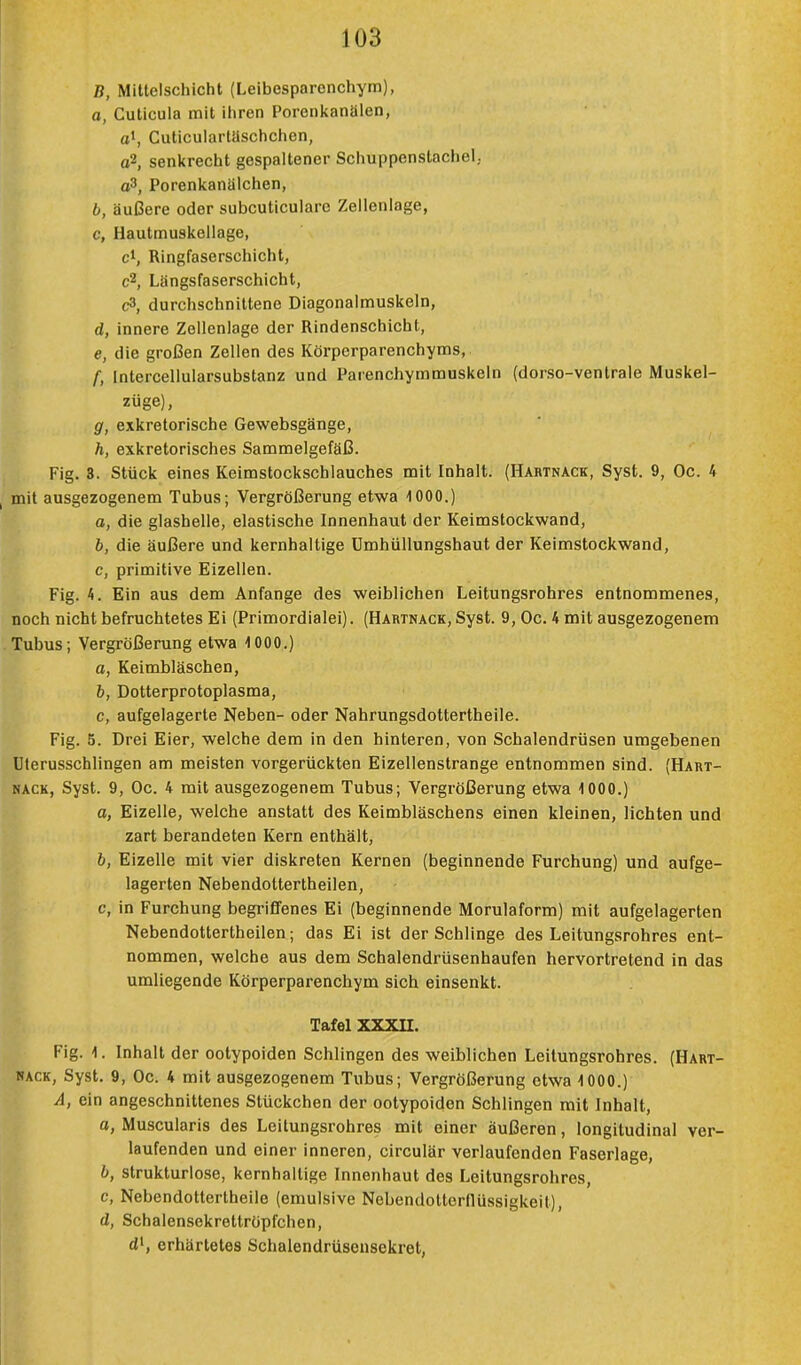 B, Mittelschicht (Leibesparcnchym), a, Cuticula mit ihren Porenkanälen, et1, Cuticulartaschchen, 02, senkrecht gespaltener Schuppenstachel.. 03, Porenkanalchen, b, äußere oder subcuticulare Zellenlage, c, Hautmu9kellage, c1, Ringfaserschicht, c2, Lüngsfaserschicht, c3, durchschnittene Diagonalmuskeln, d, innere Zellenlage der Rindenschicht, e, die großen Zellen des Körperparenchyms, f, Intercellularsubstanz und Parenchymmuskeln (dorso-ventrale Muskel- züge), g, exkretorische Gewebsgänge, h, exkretorisches Sammelgefäß. Fig. 3. Stück eines Keimstockschlauches mit Inhalt. (Hartnack, Syst. 9, Oc. 4 | mit ausgezogenem Tubus ; Vergrößerung etwa 1000.) a, die glashelle, elastische Innenhaut der Keimstockwand, b, die äußere und kernhaltige Umhüllungshaut der Keimstockwand, c, primitive Eizellen. Fig. 4. Ein aus dem Anfange des weiblichen Leitungsrohres entnommenes, noch nicht befruchtetes Ei (Primordialei). (Hartnack, Syst. 9, Oc. 4 mit ausgezogenem Tubus; Vergrößerung etwa 1000.) o, Keimbläschen, b, Dotterprotoplasma, c, aufgelagerte Neben- oder Nahrungsdottertheile. Fig. 5. Drei Eier, welche dem in den hinteren, von Schalendrüsen umgebenen Uterusschlingen am meisten vorgerückten Eizellenstrange entnommen sind. (Hart- nack, Syst. 9, Oc. 4 mit ausgezogenem Tubus; Vergrößerung etwa 1000.) o, Eizelle, welche anstatt des Keimbläschens einen kleinen, lichten und zart berandeten Kern enthält, b, Eizelle mit vier diskreten Kernen (beginnende Furchung) und aufge- lagerten Nebendottertheilen, c, in Furchung begriffenes Ei (beginnende Morulaform) mit aufgelagerten Nebendottertheilen; das Ei ist der Schlinge des Leitungsrohres ent- nommen, welche aus dem Schalendrüsenhaufen hervortretend in das umliegende Körperparenchym sich einsenkt. Tafel XXXII. Fig. 1. Inhalt der ootypoiden Schlingen des weiblichen Leitungsrohres. (Hart- nack, Syst. 9, Oc. 4 mit ausgezogenem Tubus; Vergrößerung etwa 1000.) A, ein angeschnittenes Stückchen der ootypoiden Schlingen mit Inhalt, a, Muscularis des Leitungsrohres mit einer äußeren, longitudinal ver- laufenden und einer inneren, circulär verlaufenden Faserlage, b, strukturlose, kernhaltige Innenhaut des Leitungsrohres, c, Nebendottertheile (emulsive Nebendotterflüssigkeit), d, Schalensekrettröpfchen, d1, erhärtetes Schalendrüsensekret,