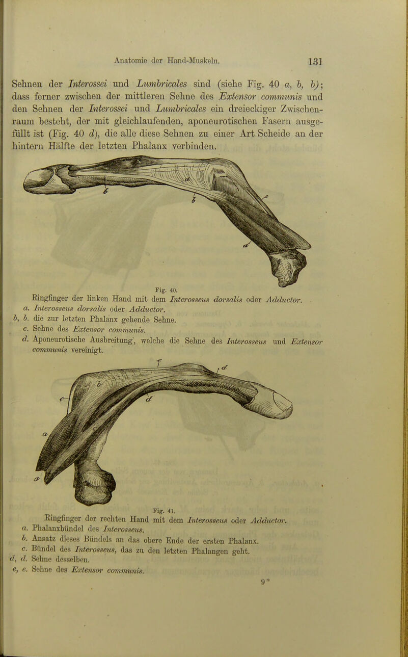 Sehnen der Interossei und Lumbricales sind (siehe Fig. 40 a, &, h); dass ferner zwischen der mittleren Sehne des Extensor communis und den Sehnen der Interossei und Lumhricäles ein dreieckiger Zwischen- raum besteht, der mit gleichlaufenden, aponeurotischen Fasern ausge- füllt ist (Fig. 40 (Z), die alle diese Sehnen zu einer Art Scheide an der hintern Hälfte der letzten Phalanx verbinden. Fig. 40. Eingfinger der linken Hand mit dem Interosseus dorsalis oder Adductor. a. Interosseus dorsalis oder Adductw. b, b. die zur letzten Phalanx gehende Sehne. c. Sehne des Extensor communis. d. Aponeurotische Ausbreitung, welche tlie Sehne des Interosseus und Extensor communis vereinigt. Fig. 41. Eingfinger der rechten Hand mit dem Interosseus oder Adductor. a. Phalanxbündel des Interosseus. b. Ansatz dieses Bündels an das obere Ende der ersten Phalanx. c. Bündel des Interosseus, das zu den letzten Phalangen geht. d, d. Solme desselben. e, e. Sehne des Extensor communis. 9*