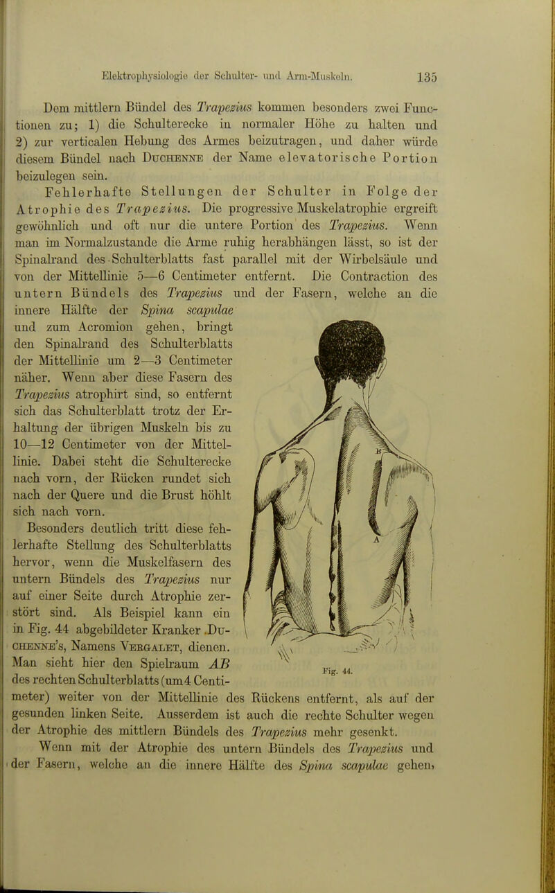 Dem mittlem Bündel des Trapezius kommen besonders zwei Func- tionen zu; 1) die Schulterecke in normaler Höhe zu halten und 2) zur verticalen Hebung des Armes beizutragen, und daher würde diesem Bündel nach Duchenne der Name elevatorische Portion beizulegen sein. Fehlerhafte Stellungen der Schulter in Folge der Atrophie des Trapesius. Die progressive Muskelatrophie ergreift gewöhnlich und oft nur die untere Portion des Trapedus. Wenn man im Normalzustande die Arme ruhig herabhängen lässt, so ist der Spinalrand des • Schulterblatts fast parallel mit der Wirbelsäule und von der MtteUinie 5—6 Centimeter entfernt. Die Contraction des untern Bündels des Trapesius und der Fasern, welche an die innere Hälfte der Spina scapulae und zum Acromion gehen, bringt den Spinaband des Schulterblatts der Mittellinie um 2—3 Centimeter näher. Wenn aber diese Fasern des Trapesius atrophirt sind, so entfernt sich das Schulterblatt trotz der Er- haltung der übrigen Muskeln bis zu 10—12 Centimeter von der Mittel- linie. Dabei steht die Schulterecke nach vom, der Rücken rundet sich nach der Quere und die Brust höhlt sich nach vorn. Besonders deutlich tritt diese feh- lerhafte Stellung des Schulterblatts hervor, wenn die Muskelfasern des untern Bündels des Trapezius nur auf einer Seite durch Atrophie zer- stört sind. Als Beispiel kann ein in Fig. 44 abgebildeter Kranker .Du- chenne's, Namens VEEaALET, dienen. Man sieht hier den Spielraum AB des rechten Schulterblatts (um4 Centi- meter) weiter von der Mittellinie des Rückens entfernt, als auf der gesunden linken Seite. Ausserdem ist auch die rechte Schulter wegen der Atrophie des mittlem Bündels des Trapezius mehr gesenkt. Wenn mit der Atrophie des untern Bündels des Trapezius und der Fasern, welche an die innere Hälfte des Spivia scapidae geheu)