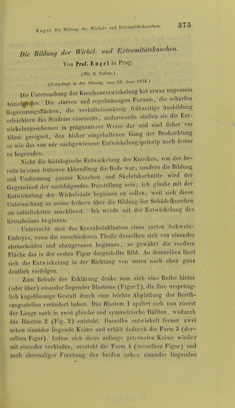 Die Bildung der Wirbel- und Exlremitätslmochen. Von Prof. Engel in Prag. (Mit II Tnfeln.) (Vorgelegt in der Sitzung vom 23. .Iiml 18S4.) Die Untersuchung der Knochenentwickelung hat etwas ungernein An/iel#i|es. Die starren und regelmässigen Formen, die scharfen Begrenzunostlächen. die verhältnissmässig frühzeitige Auslnldung erleichtern das Studium einerseits, andererseits stellen sie die Lnt- wickelunosschemen in prägnanterer Weise dar und sind daher vor Allem geeignet, den bisher eingehaltenen Gang der Beobachtung so wie das von mir nachgewiesene Entwickelungsprincip noch fester zu begründen. Nicht die histologische Entwicklung der Knochen, von der be- reits in einer früheren Abhandlung die Rede war, sondern die Bildung und Umformung ganzer Knochen und Skeletabschnitte wird der Gegenstand der nachfolgenden Darstellung sein; ich glaube mit der Ent'wickelung der Wirbelsäule beginnen zu sollen, weil sich diese Untersuchung an meine frühei-e über die Bildung der Schädelknochen am natürlichsten anschliesst. Ich werde mit der Eutwickelung des Kreuzbeines beginnen. Untersucht man das Kreuzbeinblastem eines zarten Schwein- Embryos, wenn die verschiedenen Theile desselben sich von einander abzuscheiden und abzugrenzen beginnen, so gewährt die vordere Fläche das in der ersten Figur dargestellte Bild. An demselben lässt sich die Eutwickelung in der Richtung von unten nach oben ganz deutlich verfolgen. Zum Behufe der Erklärung denke man sich eine Reihe hinter (oder über) einander liegender Blasteme (Figur 2), die ihre ursprüng- lich kugelförmige Gestalt durch eine leichte Abplattung der Berüh- rungsstellen verändert haben. Das Blastem 1 spaltet sich nun zuerst der Länge nach in zwei gleiche und symmetrische Hälften, wodurch das Blastem 2 (Fig. 2) entsteht. Dasselbe entwickelt ferner zwei neben einander liegende Keime und erhält dadurch die Form 3 (der- selben Figur). Indem sich diese anfangs getrennten Keime wieder mit einander verbinden, entsteht die Form 4 (derselben Figur) und nach abermaliger Furchung der beiden neben einander liegenden