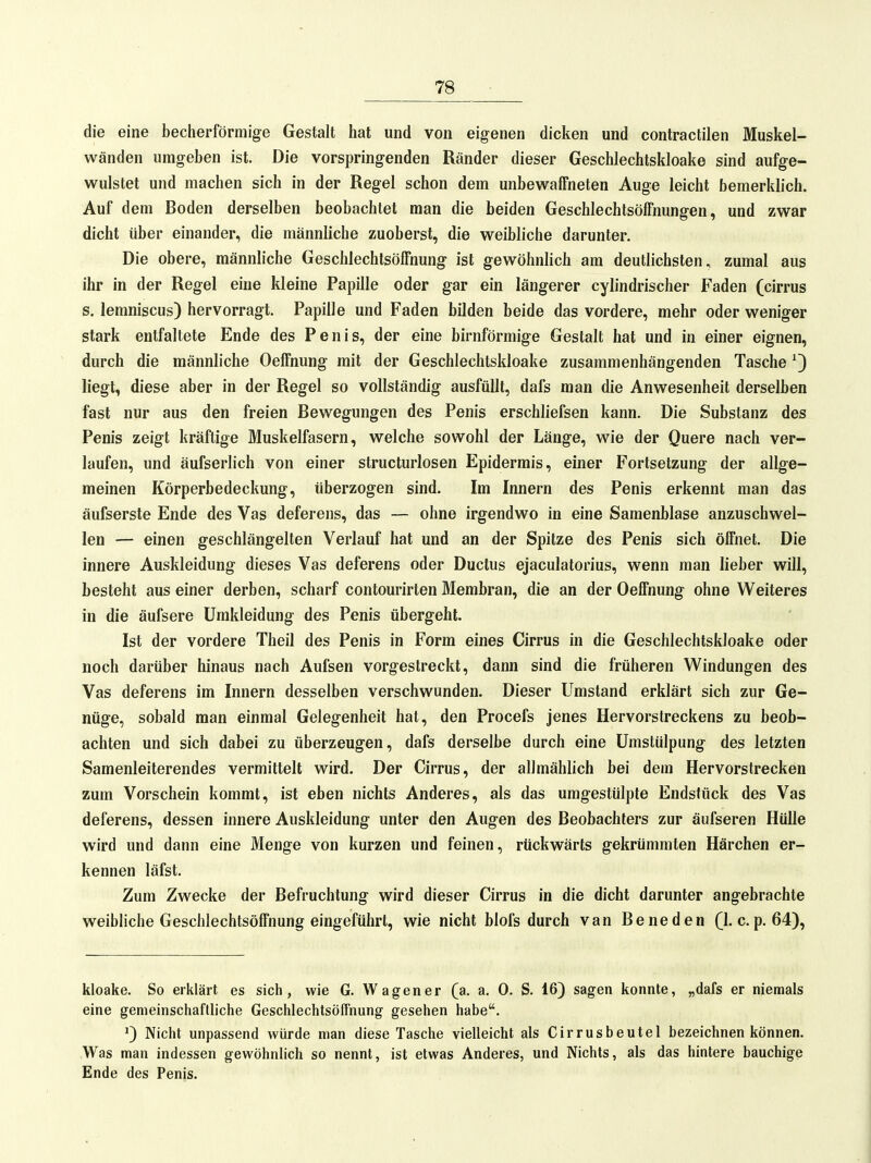 die eine becherförmige Gestalt hat und von eigenen dicken und contractilen Muskel- wänden umgeben ist. Die vorspringenden Ränder dieser Geschlechtskloake sind aufge- wulstet und machen sich in der Regel schon dem unbewaffneten Auge leicht bemerklich. Auf dem Boden derselben beobachtet man die beiden Geschlechtsöffnungen, und zwar dicht über einander, die männliche zuoberst, die weibliche darunter. Die obere, männliche Geschlechtsöffnung ist gewöhnlich am deutlichsten, zumal aus ihr in der Regel eine kleine Papille oder gar ein längerer cylindrischer Faden (cirrus s. lemniscus) hervorragt. Papille und Faden bilden beide das vordere, mehr oder weniger stark entfaltete Ende des Penis, der eine birnförmige Gestalt hat und in einer eignen, durch die männliche Oeffnung mit der Geschlechtskloake zusammenhängenden Tasche ^) liegt, diese aber in der Regel so vollständig ausfüllt, dafs man die Anwesenheit derselben fast nur aus den freien Bewegungen des Penis erschliefsen kann. Die Substanz des Penis zeigt kräftige Muskelfasern, welche sowohl der Länge, wie der Quere nach ver- laufen, und äufserlich von einer structurlosen Epidermis, einer Fortsetzung der allge- meinen Körperbedeckung, überzogen sind. Im Innern des Penis erkennt man das äufserste Ende des Vas deferens, das — ohne irgendwo in eine Samenblase anzuschwel- len — einen geschlängelten Verlauf hat und an der Spitze des Penis sich öffnet. Die innere Auskleidung dieses Vas deferens oder Ductus ejaculatorius, wenn man lieber will, besteht aus einer derben, scharf contourirten Membran, die an der Oeffnung ohne Weiteres in die äufsere Umkleidung des Penis übergeht. Ist der vordere Theil des Penis in Form eines Cirrus in die Geschlechtskloake oder noch darüber hinaus nach Aufsen vorgestreckt, dann sind die früheren Windungen des Vas deferens im Innern desselben verschwunden. Dieser Umstand erklärt sich zur Ge- nüge, sobald man einmal Gelegenheit hat, den Procefs jenes Hervorstreckens zu beob- achten und sich dabei zu überzeugen, dafs derselbe durch eine Umstülpung des letzten Samenleiterendes vermittelt wird. Der Cirrus, der allmählich bei dem Hervorstrecken zum Vorschein kommt, ist eben nichts Anderes, als das umgestülpte Endstück des Vas deferens, dessen innere Auskleidung unter den Augen des Beobachters zur äufseren Hülle wird und dann eine Menge von kurzen und feinen, rückwärts gekrümmten Härchen er- kennen läfst. Zum Zwecke der Befruchtung wird dieser Cirrus in die dicht darunter angebrachte weibliche Geschlechtsöffnung eingeführt, wie nicht blofs durch van Beneden (1. c.p. 64), kloake. So erklärt es sich, wie G. Wagen er (a. a. 0. S. 16) sagen konnte, „dafs er niemals eine gemeinschaftliche Geschlechtsöffnung gesehen habe. 0 Nicht unpassend würde man diese Tasche vielleicht als Cirrusbeutel bezeichnen können. Was man indessen gewöhnhch so nennt, ist etwas Anderes, und Nichts, als das hintere bauchige Ende des Penis.